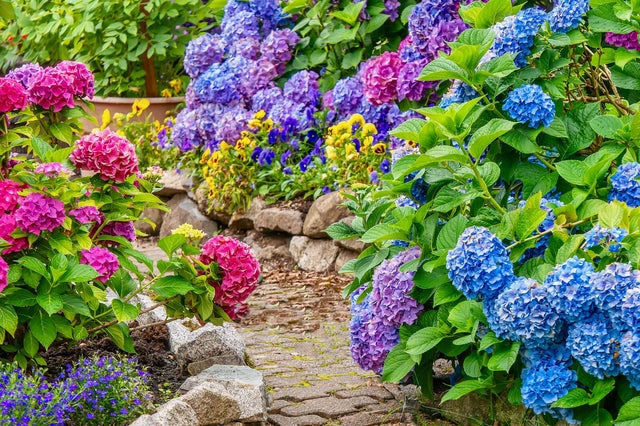 hortensje w ogrodzie