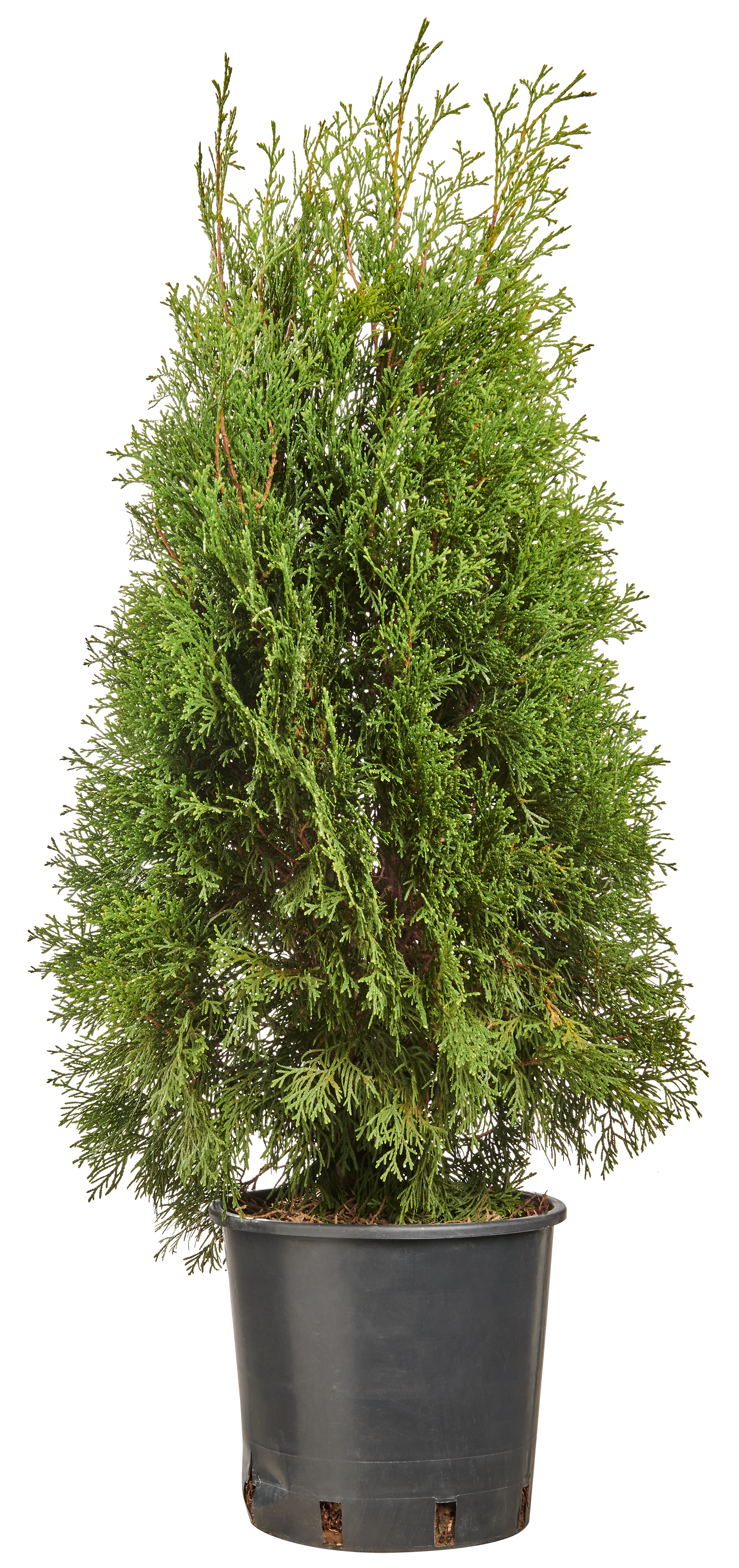 Żywotnik Szmaragdowy 80-100 cm