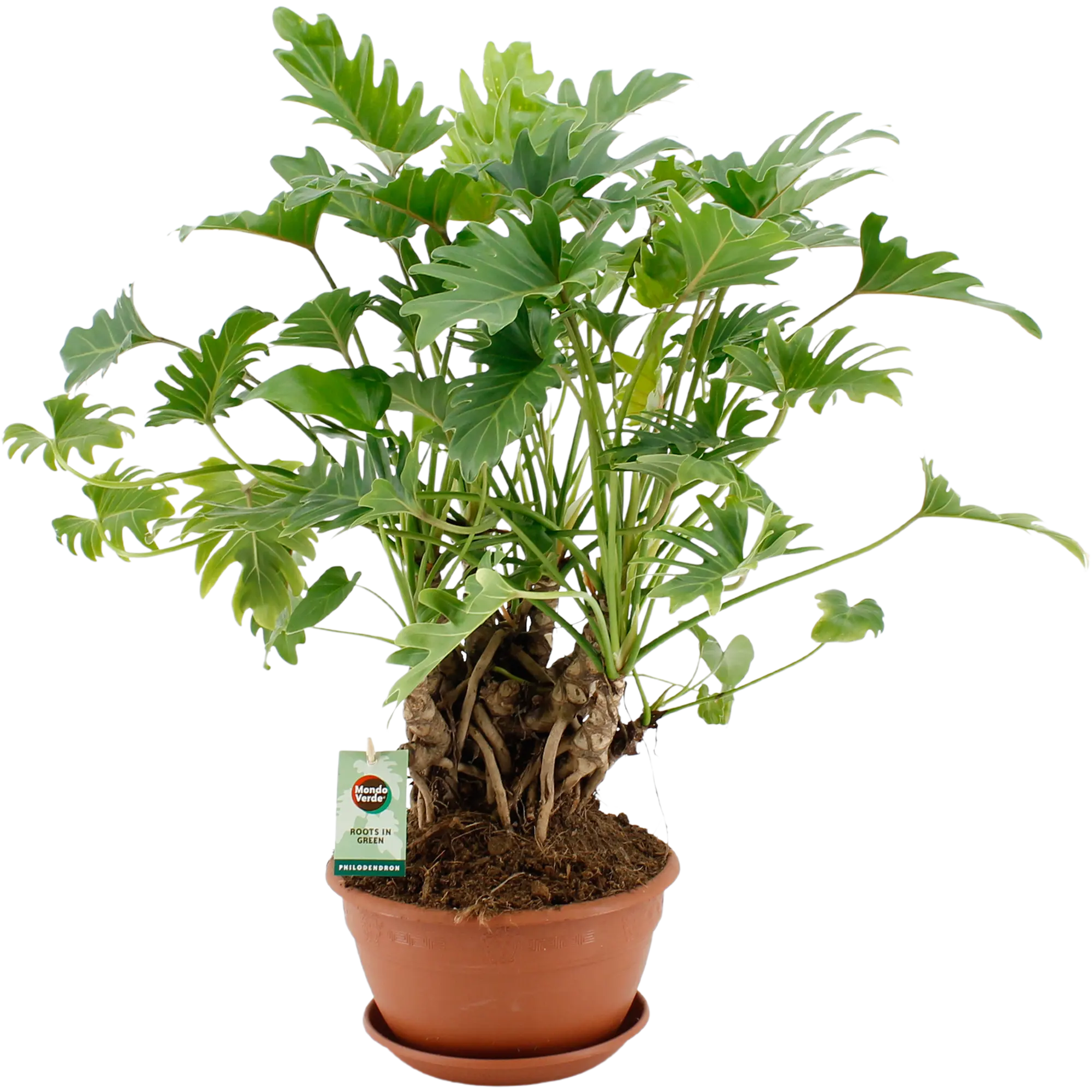 Filodendron Xanadu 50-60 cm