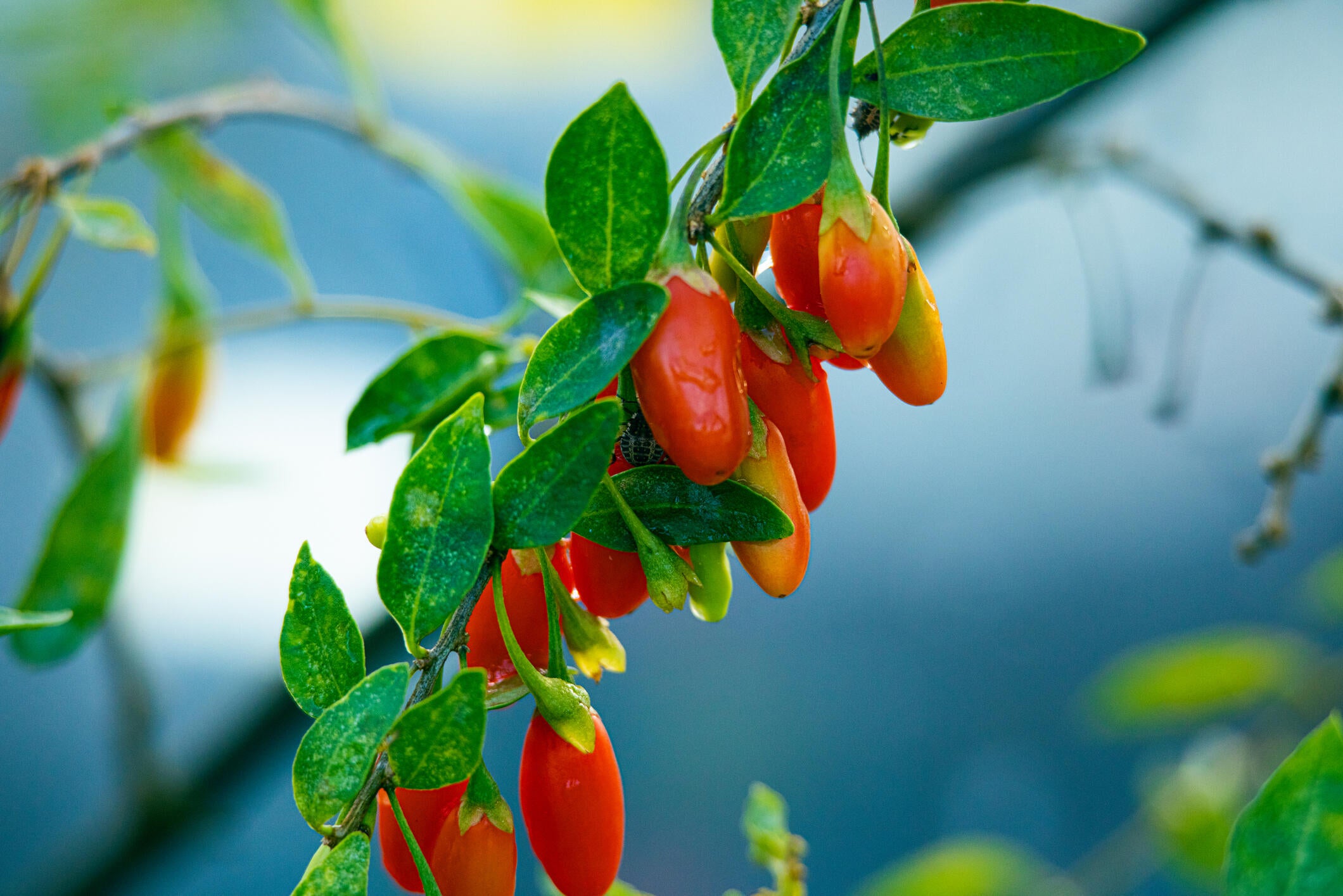 Jagody Goji