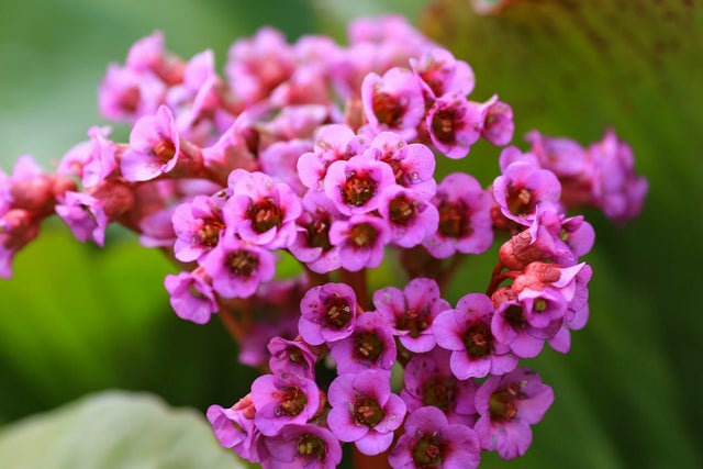 bergenia sercowata