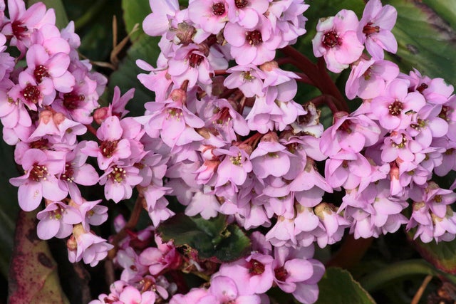 bergenia sercowata