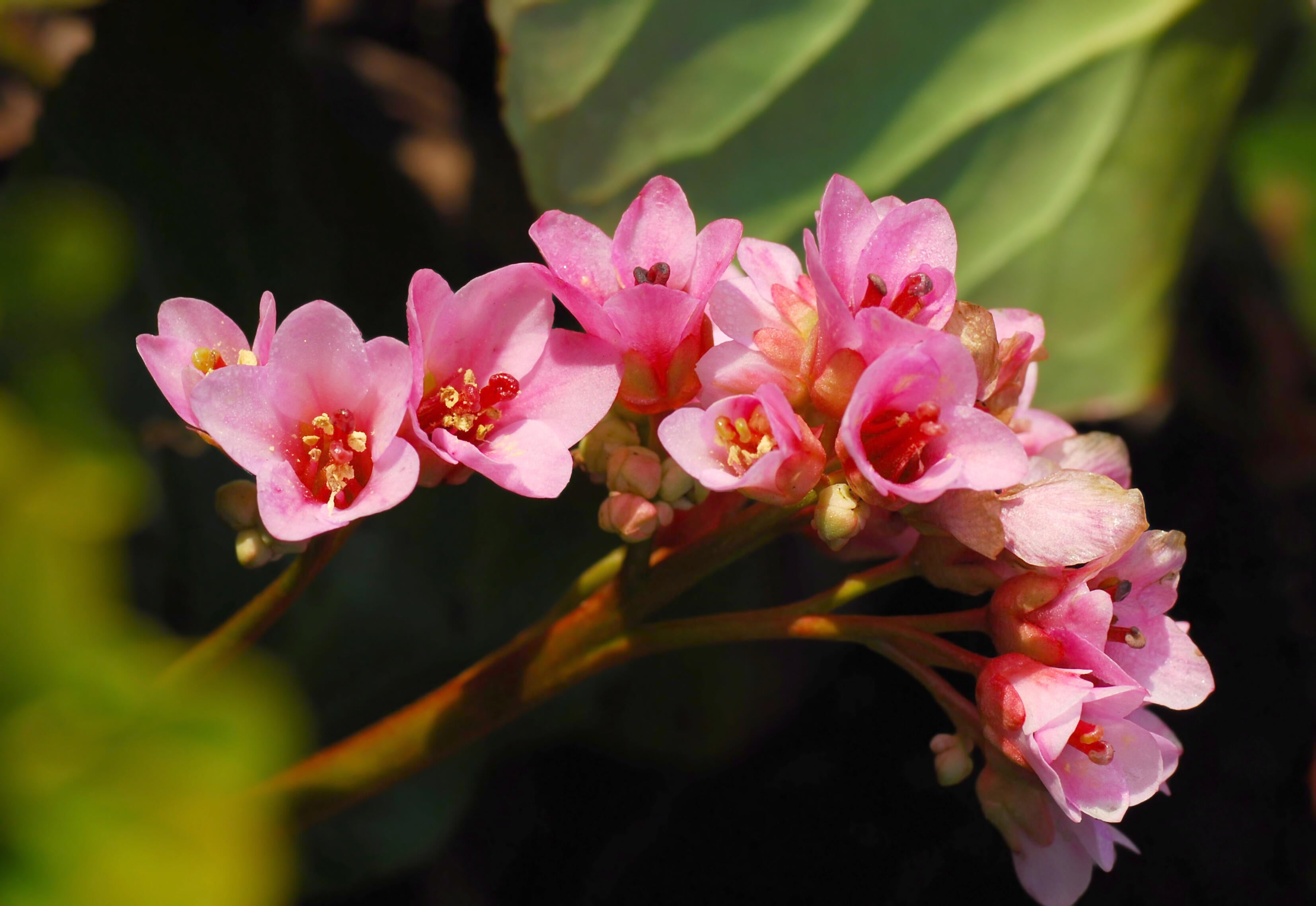 bergenia sercowata