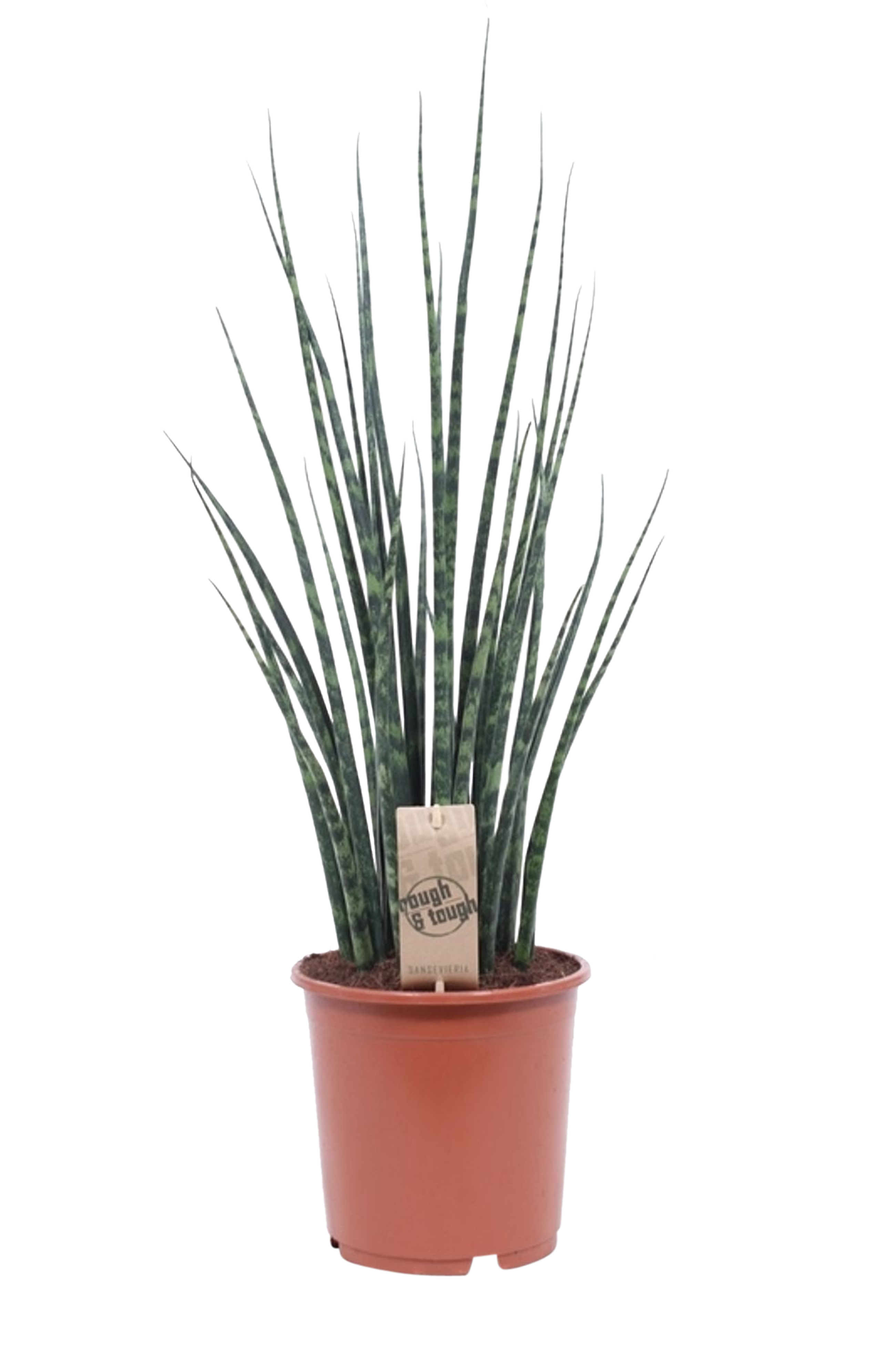 Sansewieria Fernwood punk 30 cm