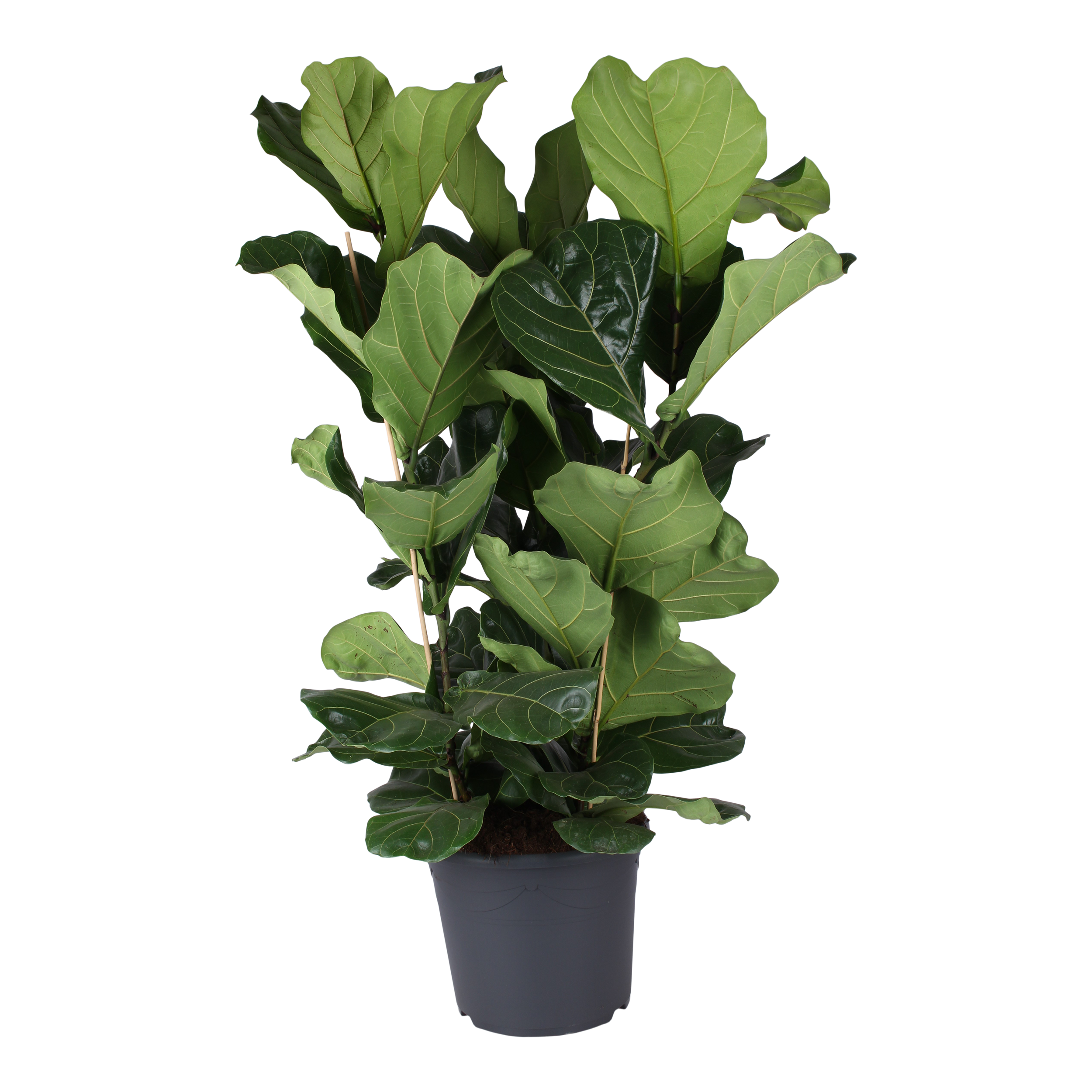 Fikus Lyrata XXL 150 cm