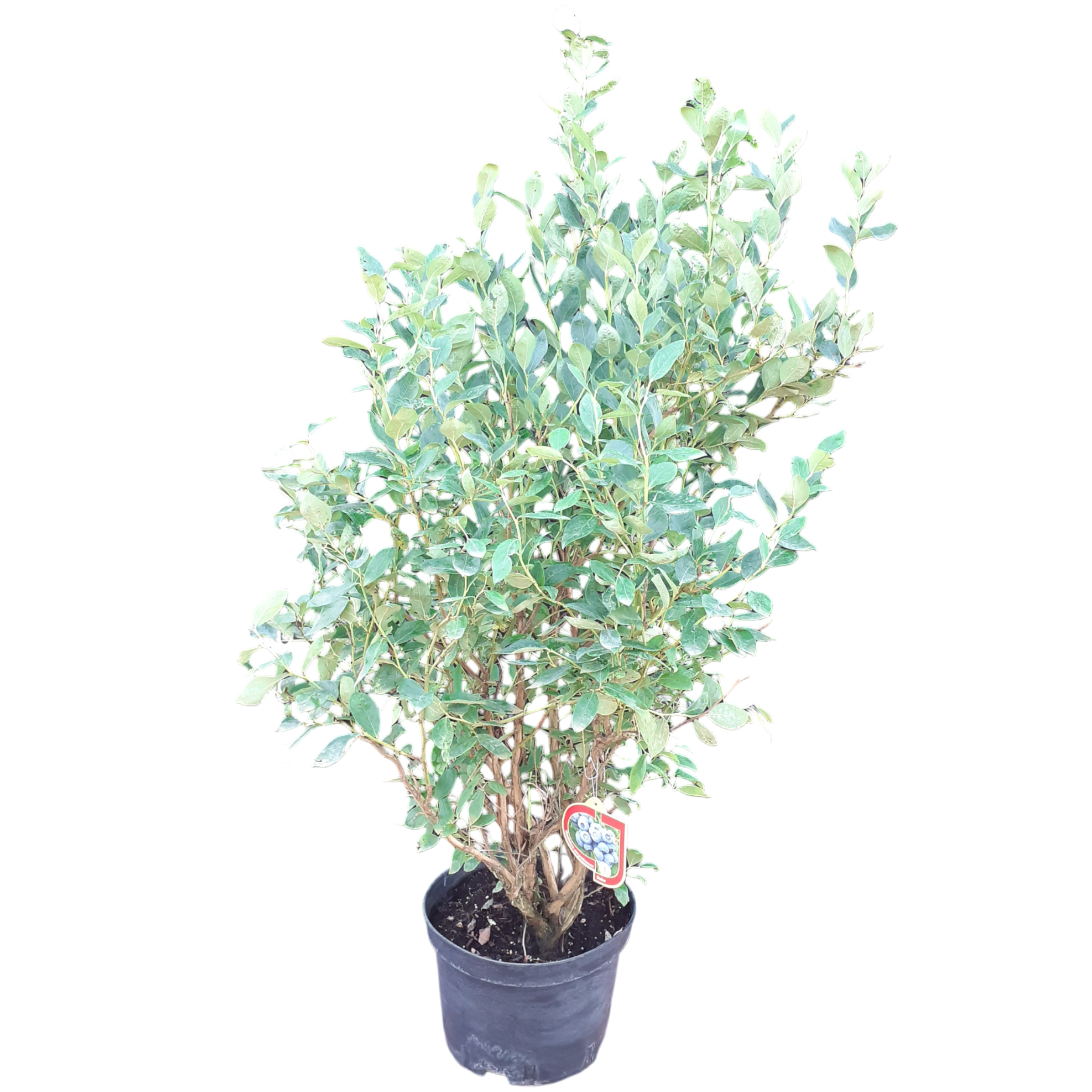 Borówka amerykańska 80-100 cm