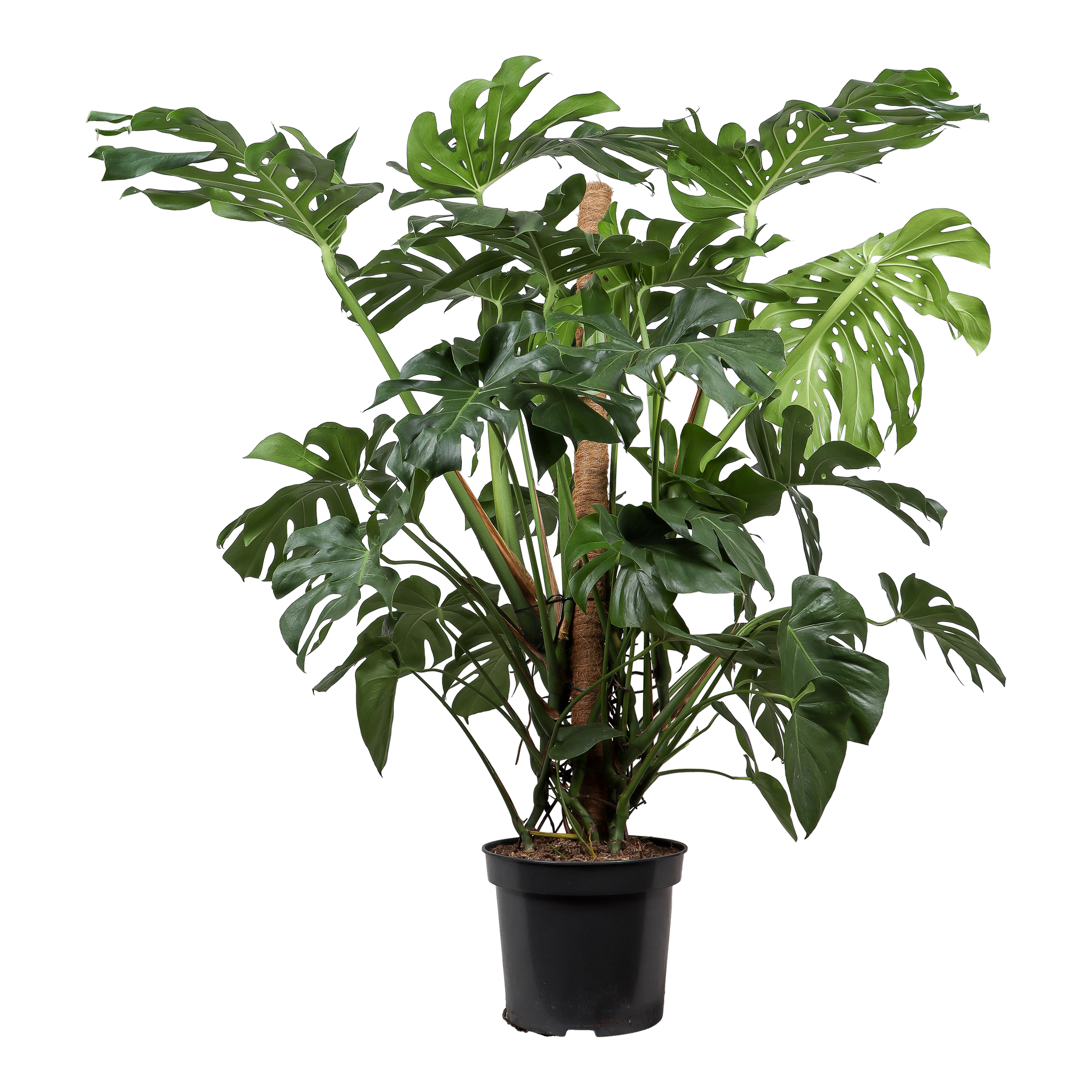 Monstera Busch XXL 150 cm - Leroy Merlin