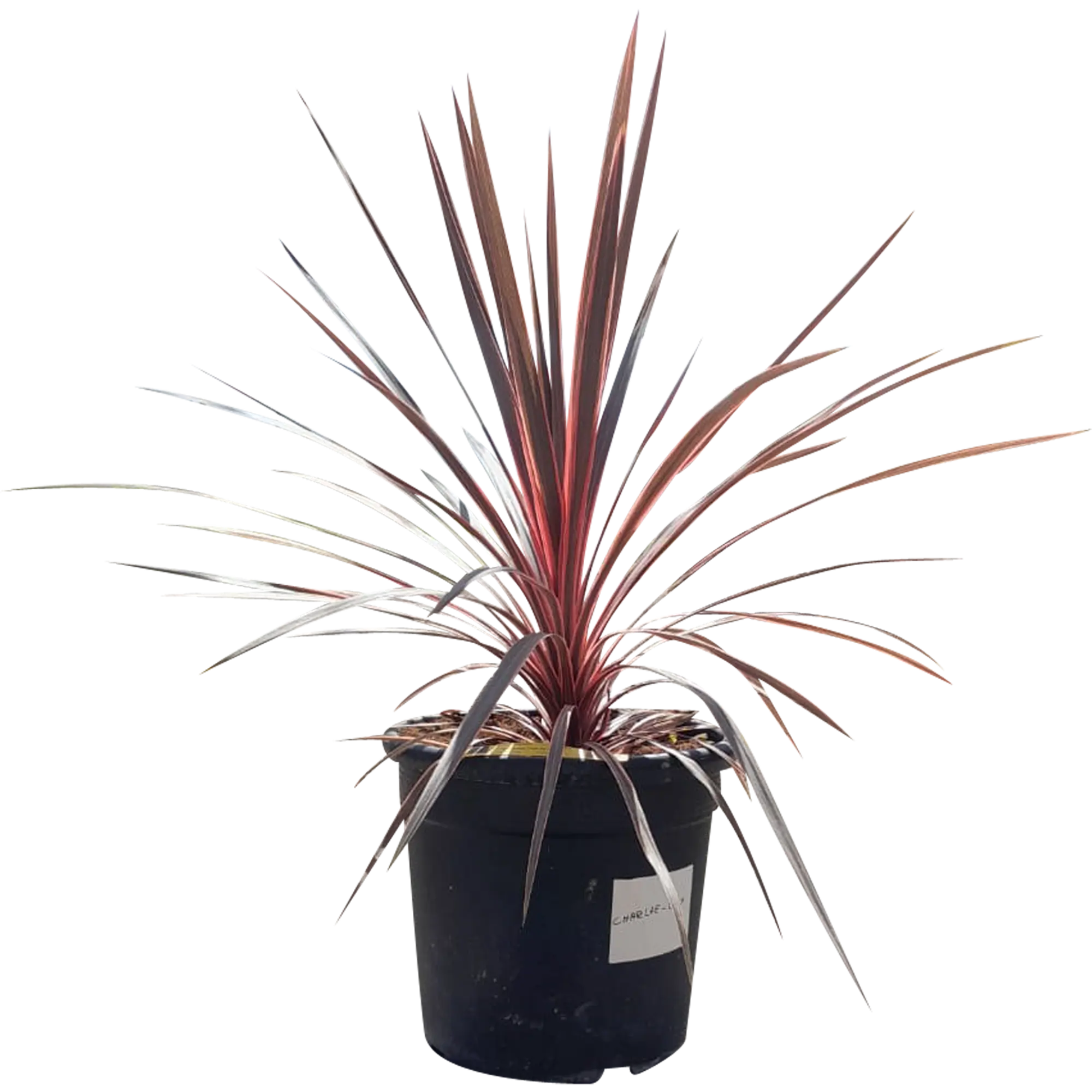 Kordylina mix 60-70 cm