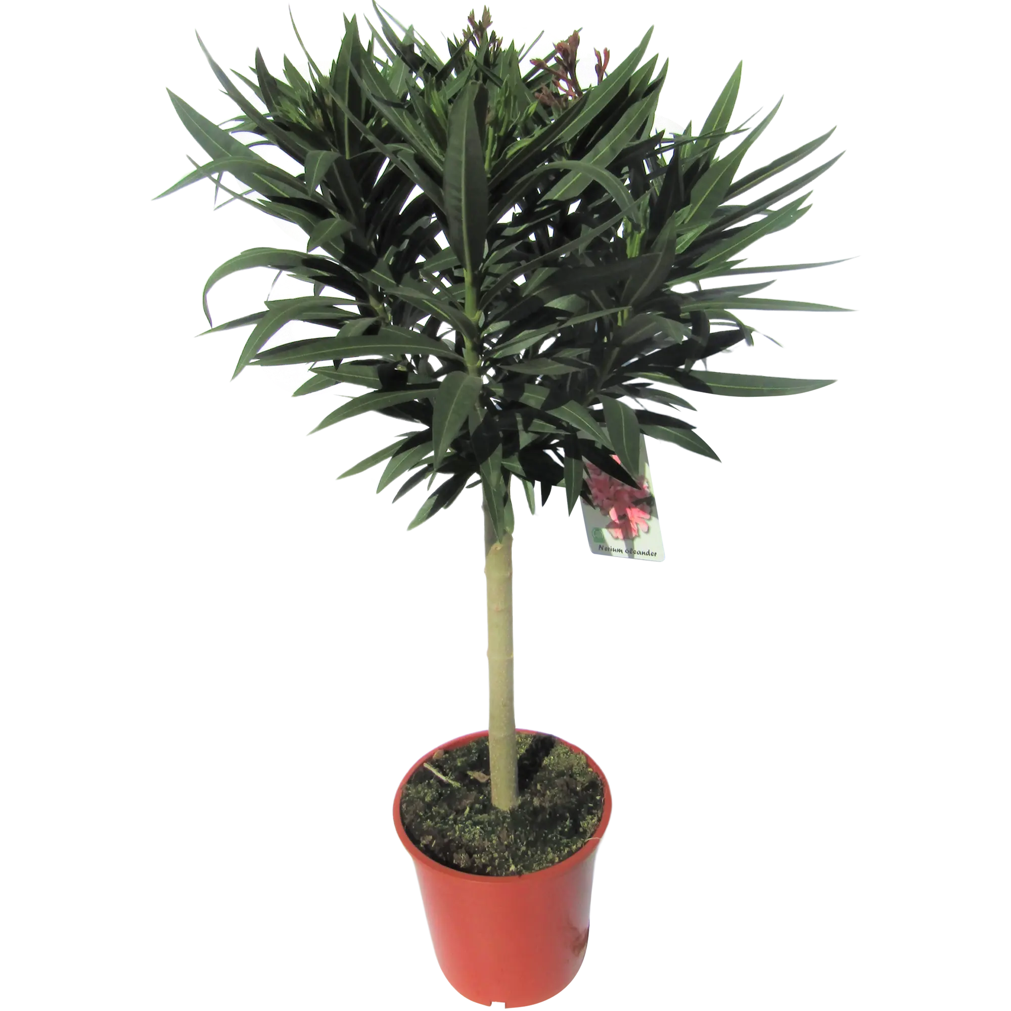 Oleander 65-80 cm