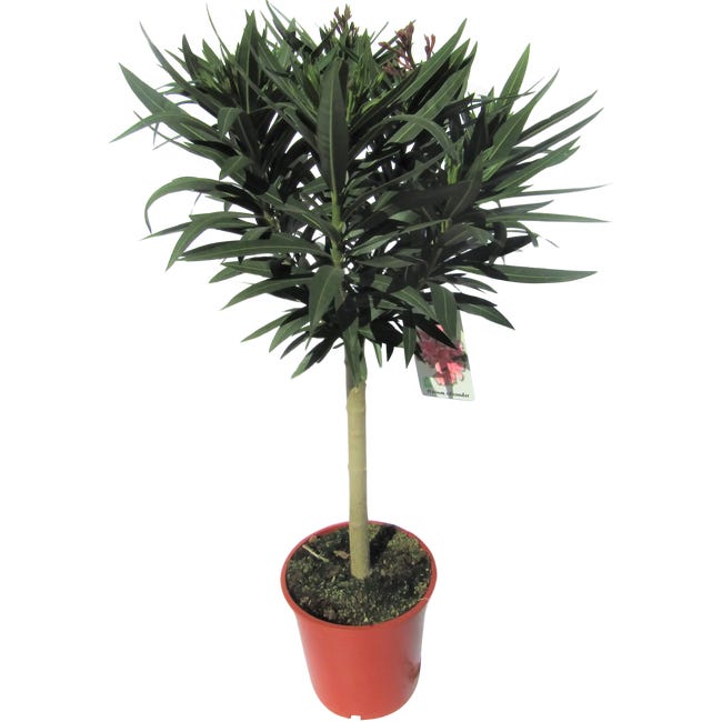 Oleander 65 80 cm 90543858
