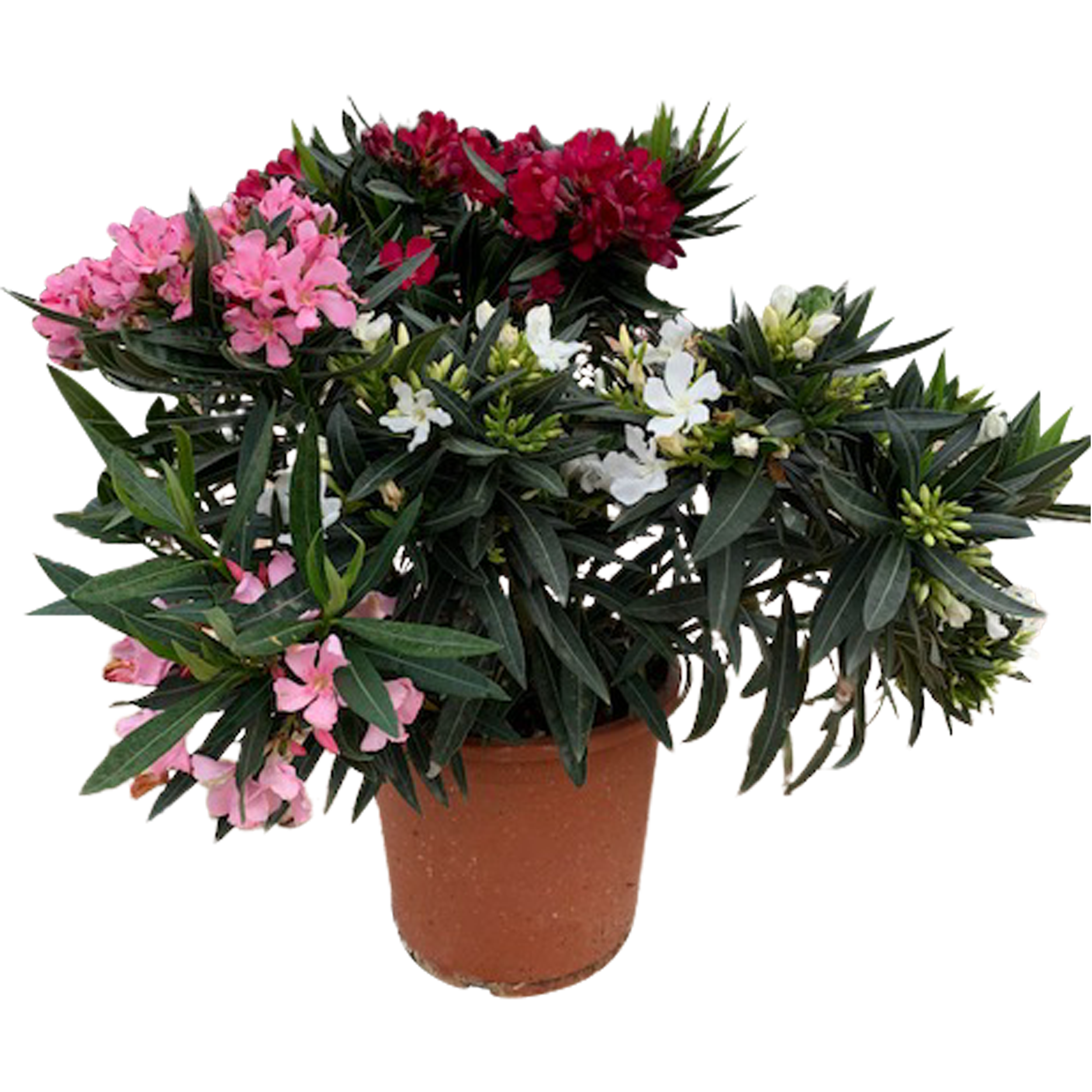 Oleander Tricolor 100-120 cm