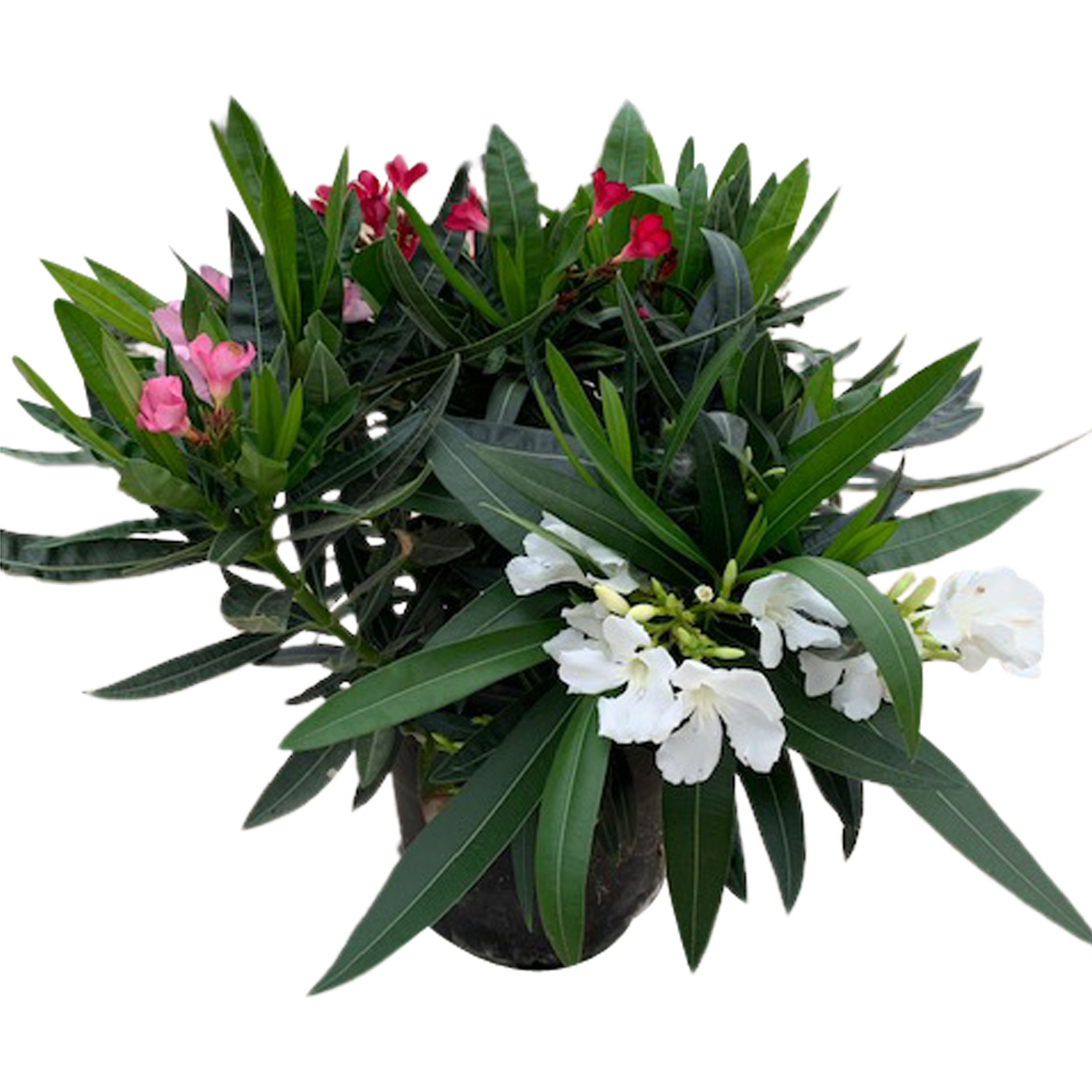 Oleander Tricolor 50-60 cm