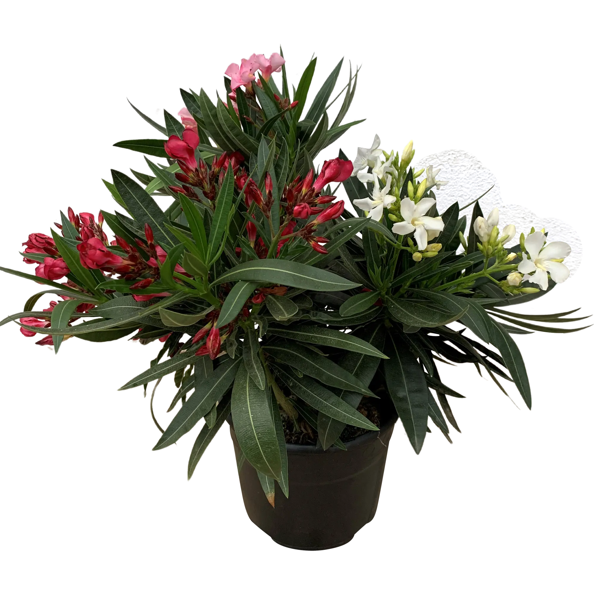 Oleander Tricolor 80-100 cm