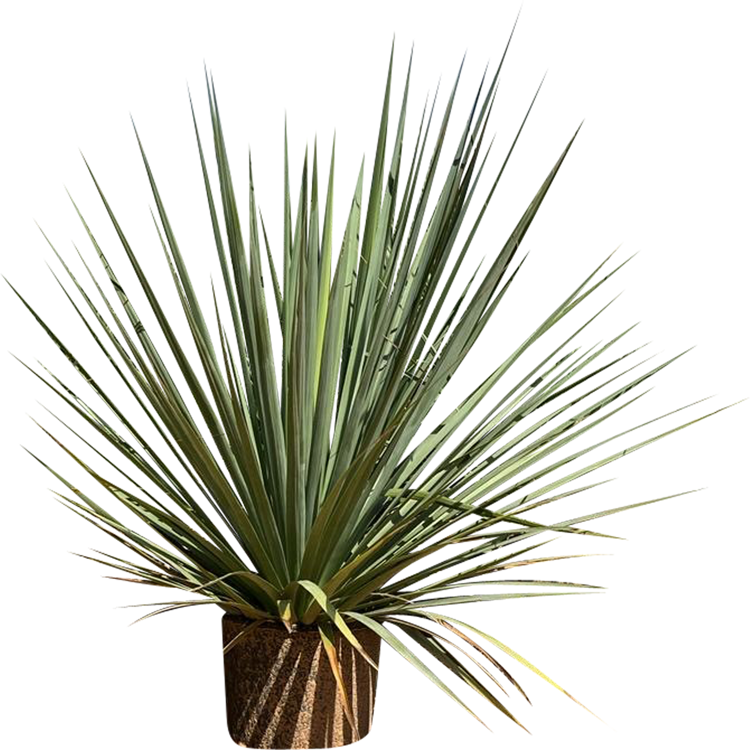 Nolina Hibernica Nelson 90-110 cm