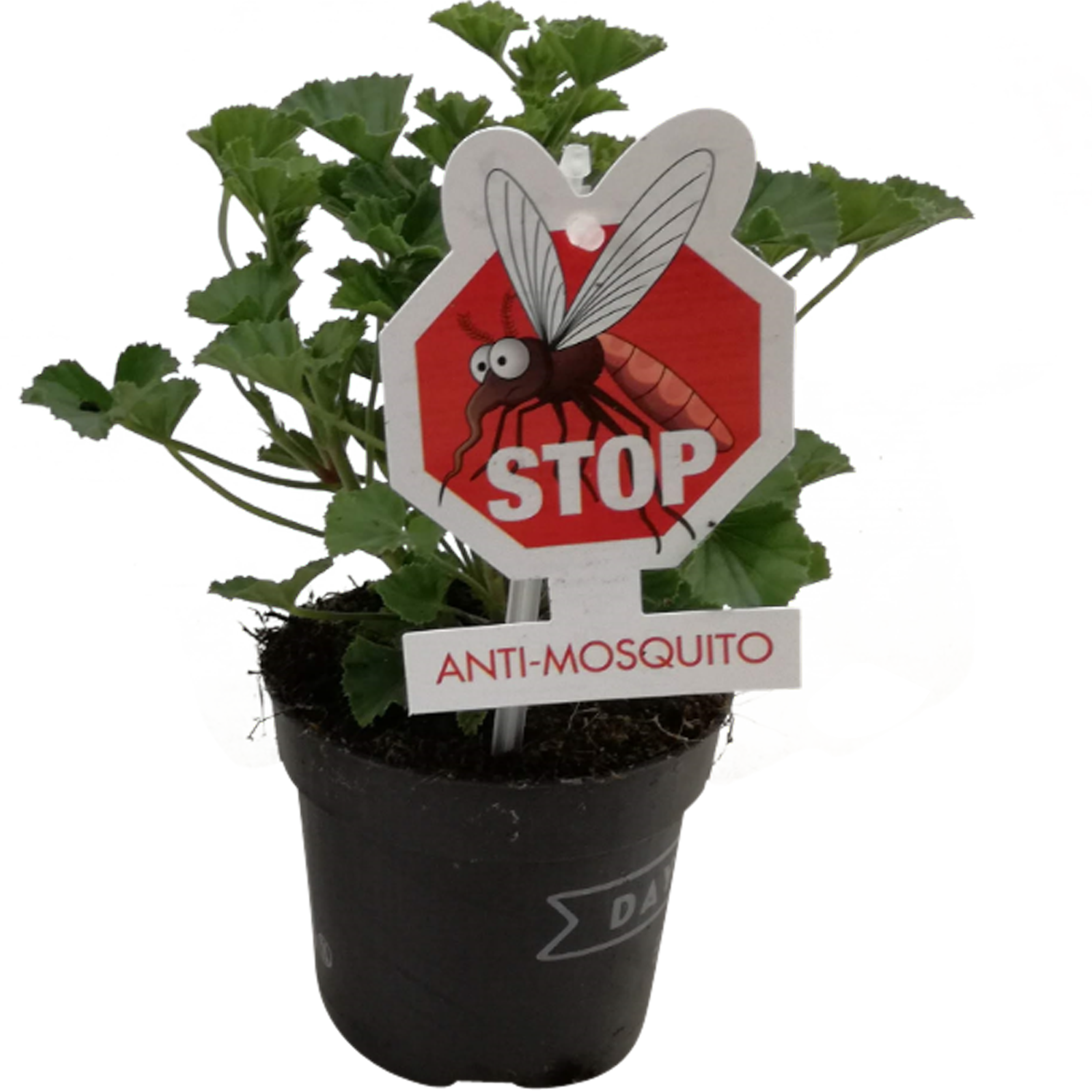 Pelargonia Antimosquito 20 cm