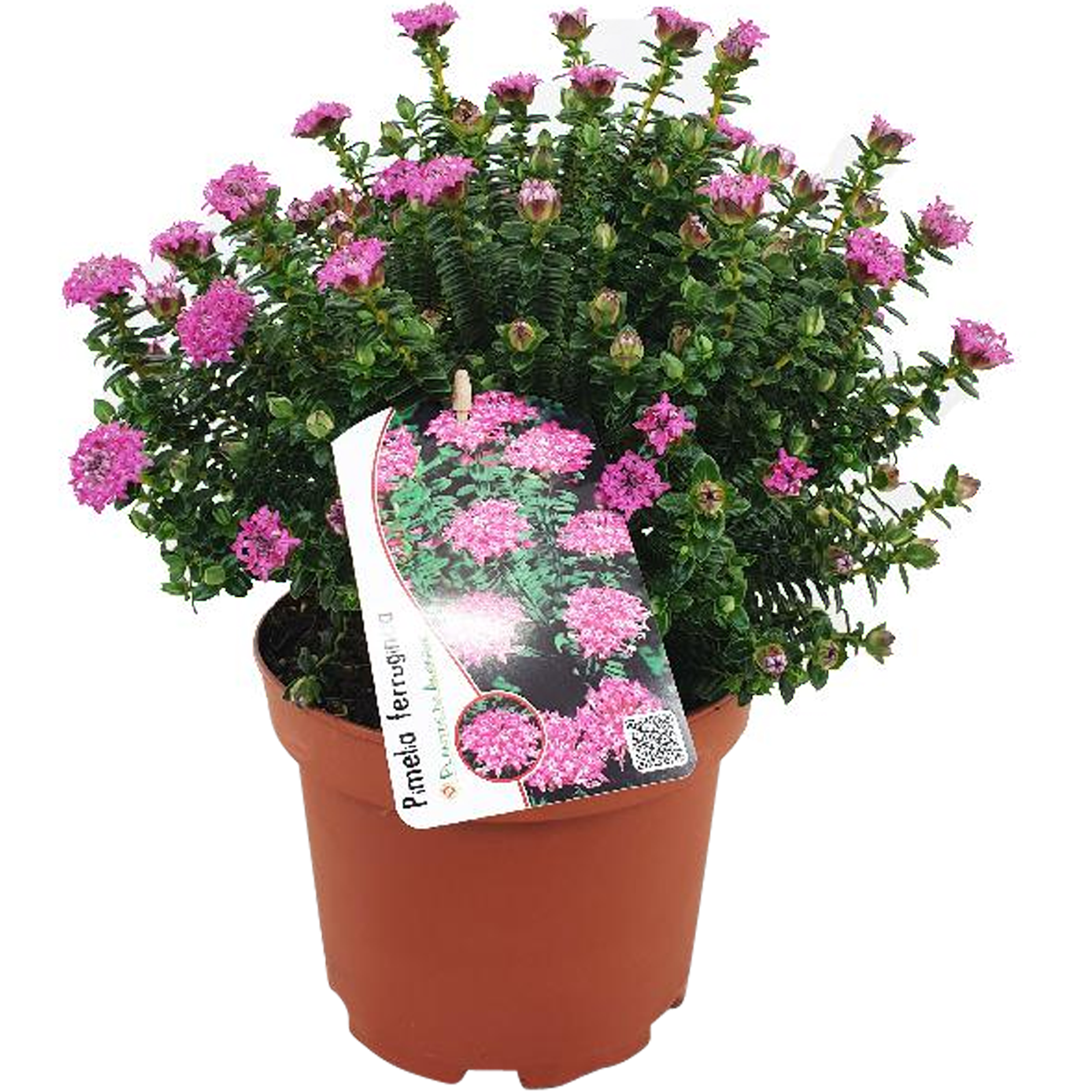 Pimelea Ferruginea 40-45 cm