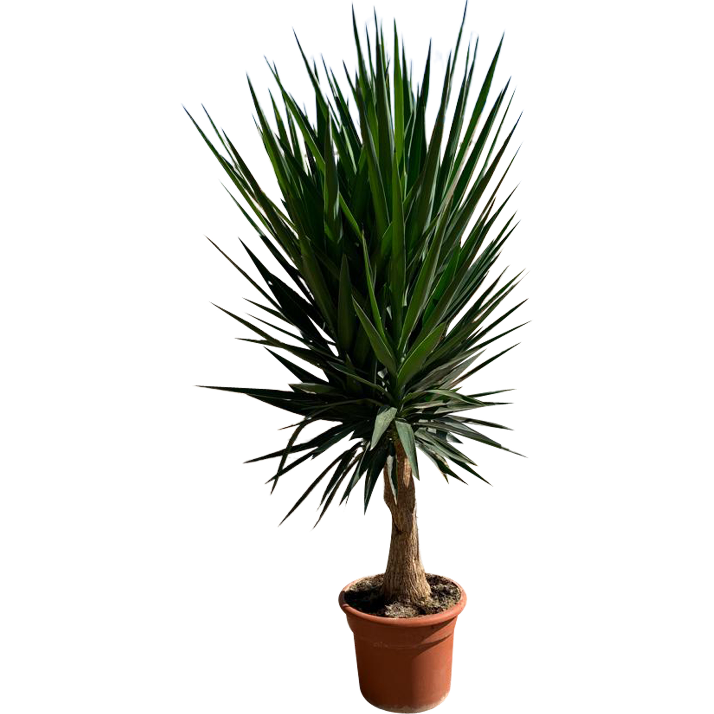 Juka Elefanta na pniu 130 cm