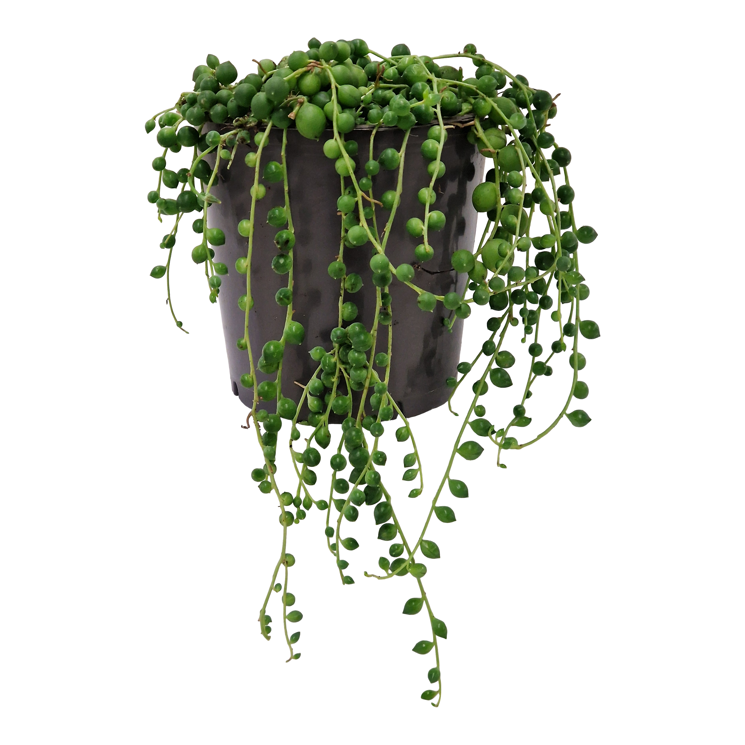 Starzec Sebecio Rowleyanus 15 cm