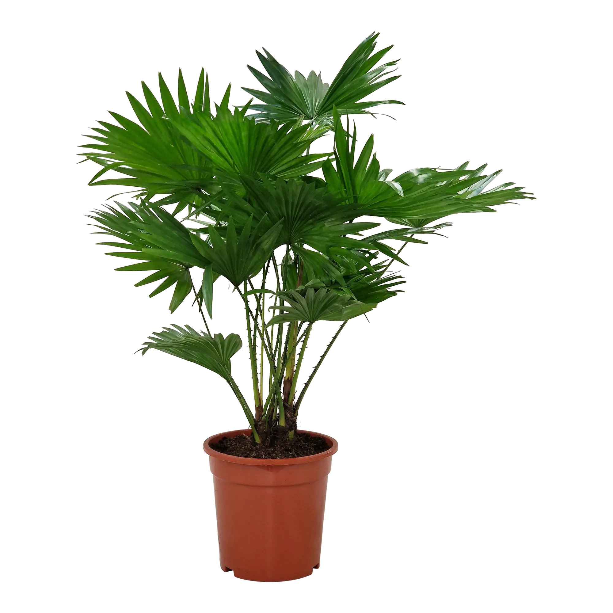 Livistona Rotundifolia 100 cm