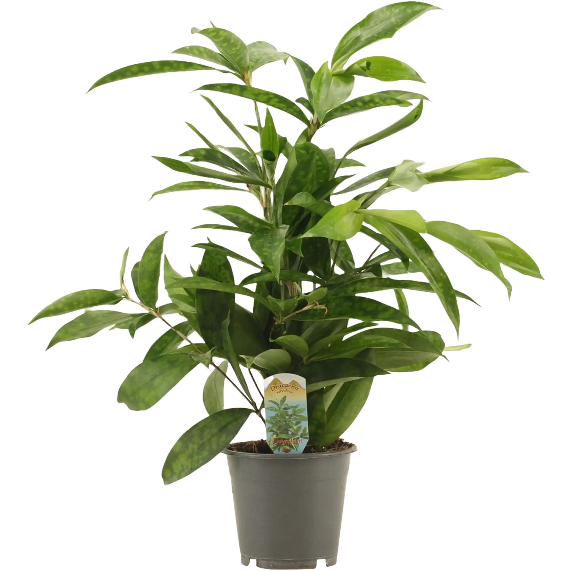 Dracena Surculosa 40-45 cm