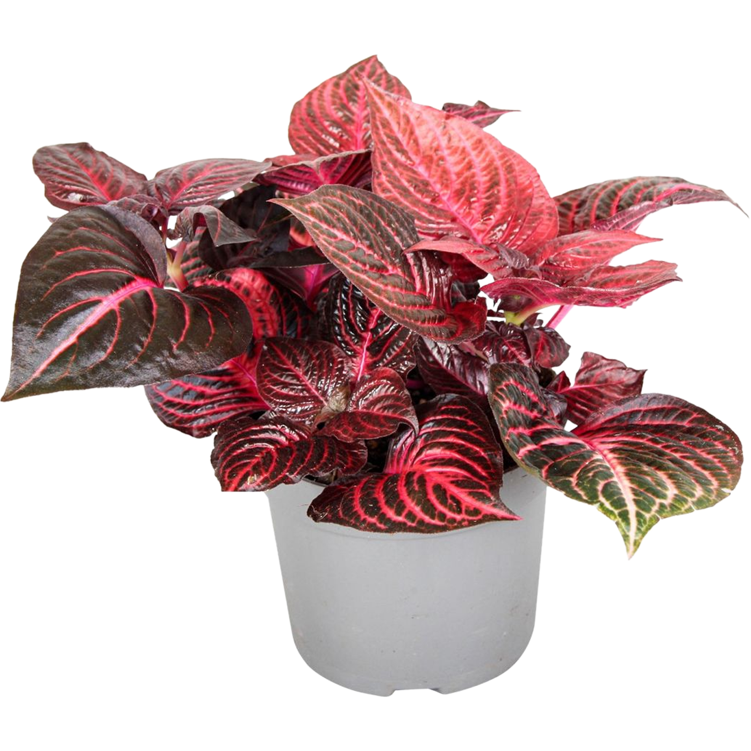 Irezyna Redstar 25-35 cm