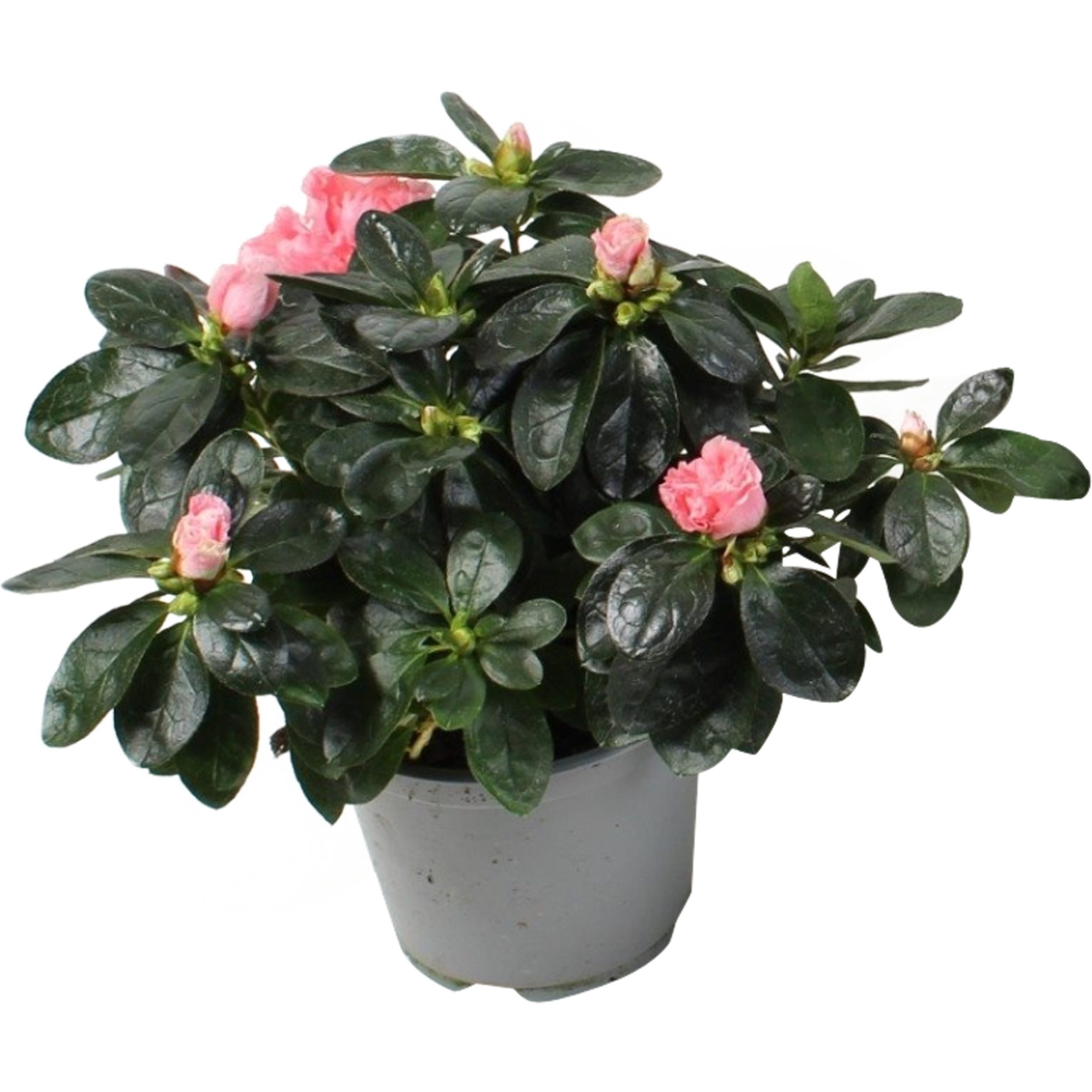 Azalia mix 22-27 cm