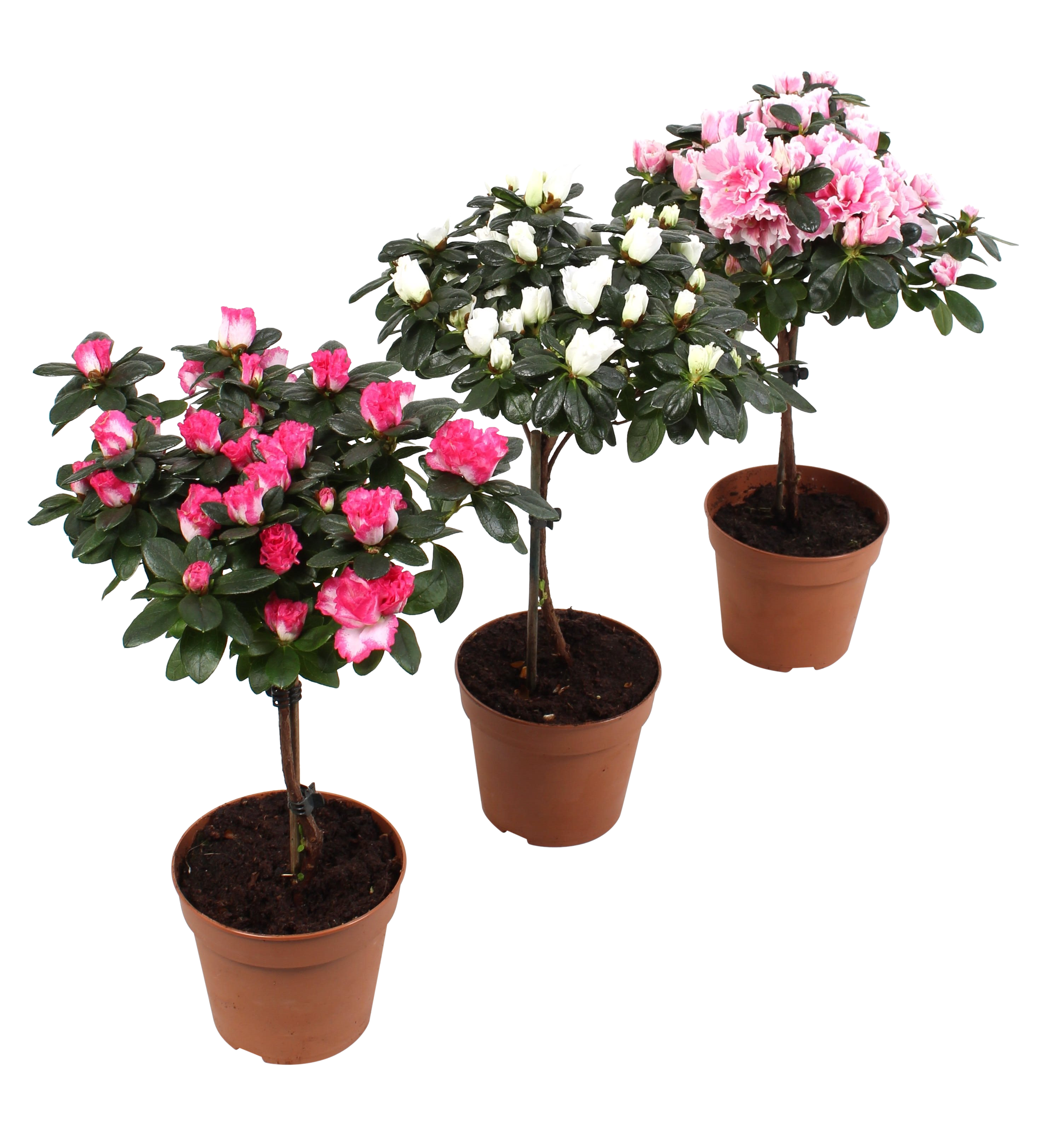 Azalia mix na pniu 37-42 cm