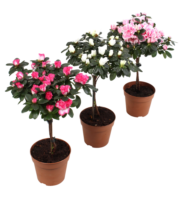 Azalia mix na pniu 37-42 cm