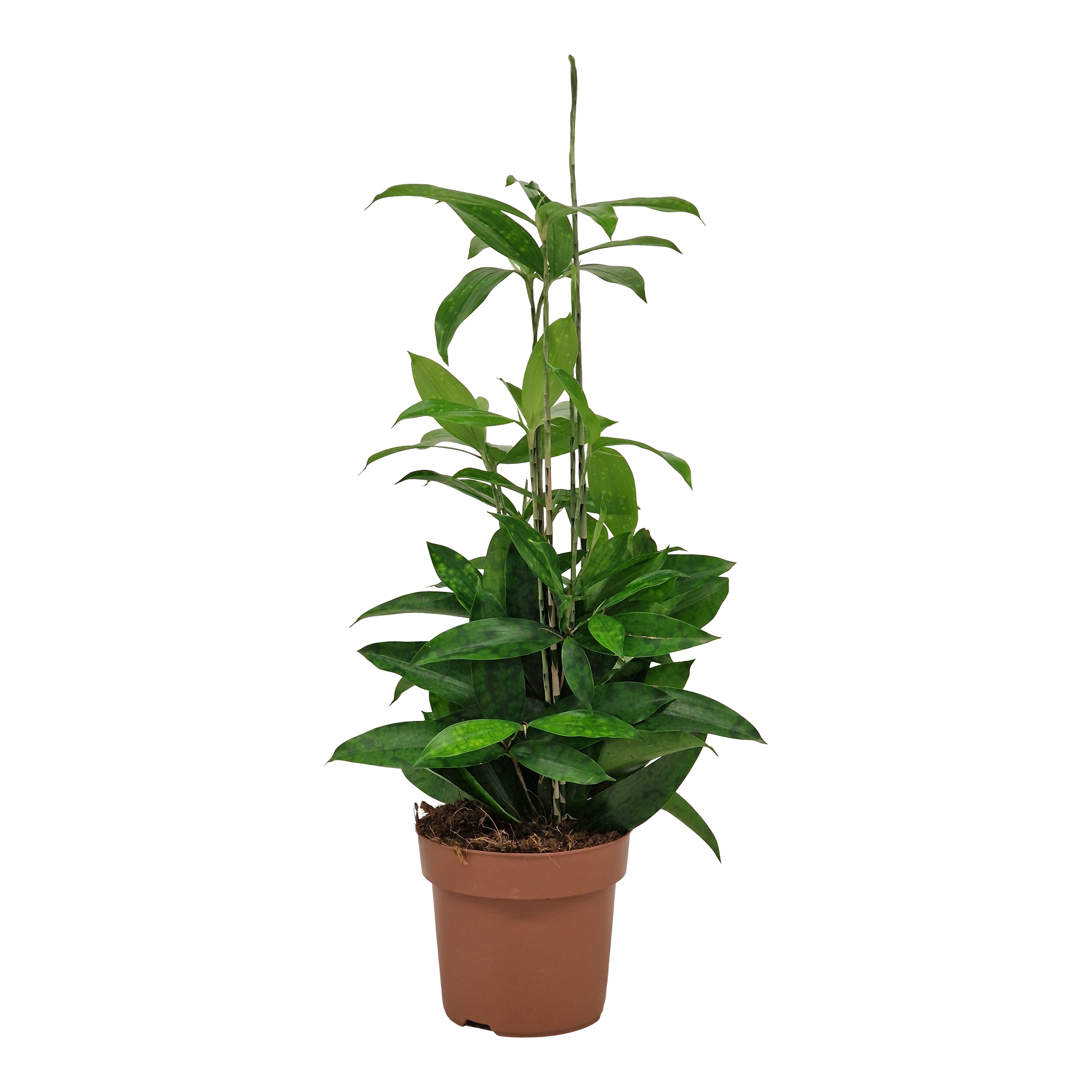 Dracena Surculosa Dracena 65 cm