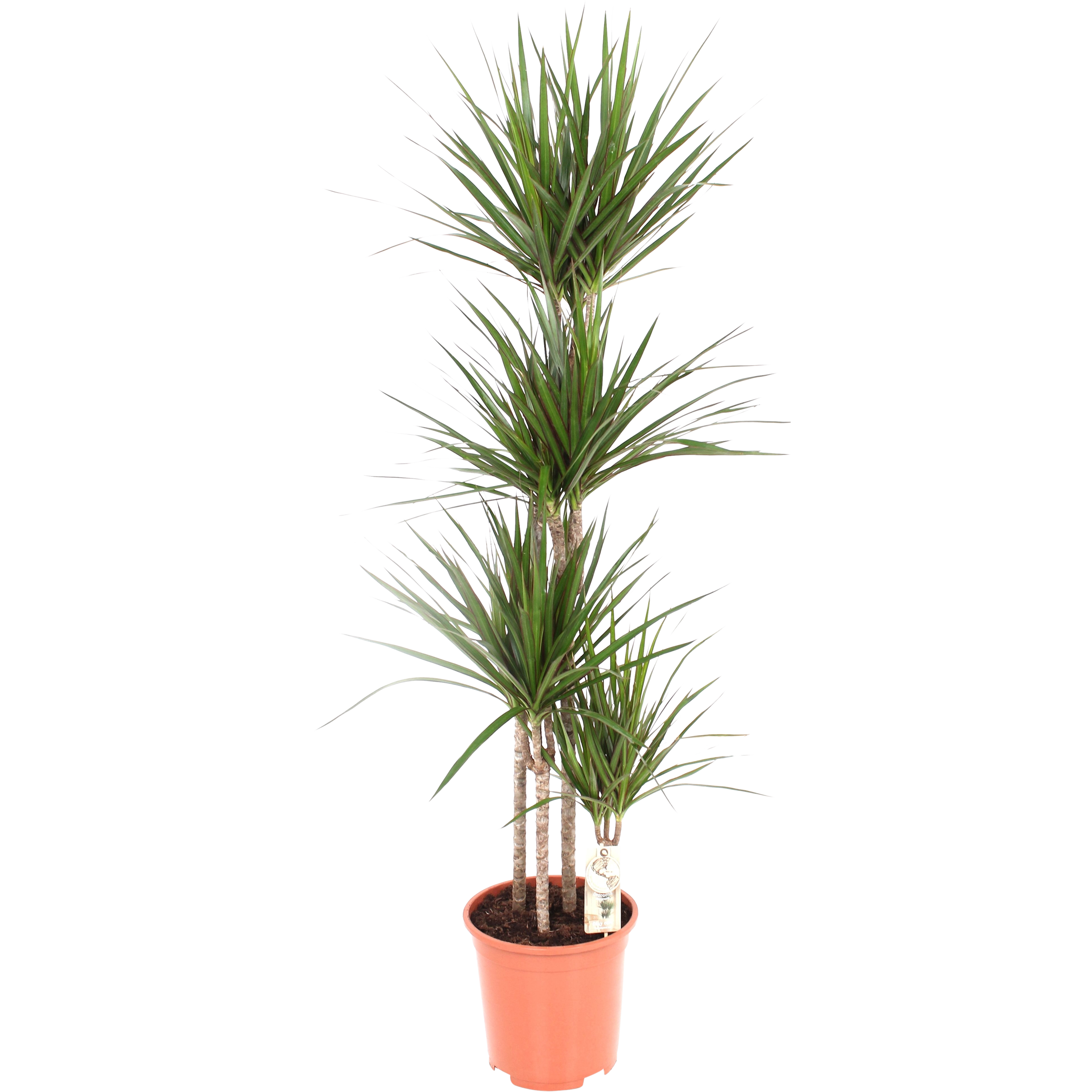 Dracena 160 cm