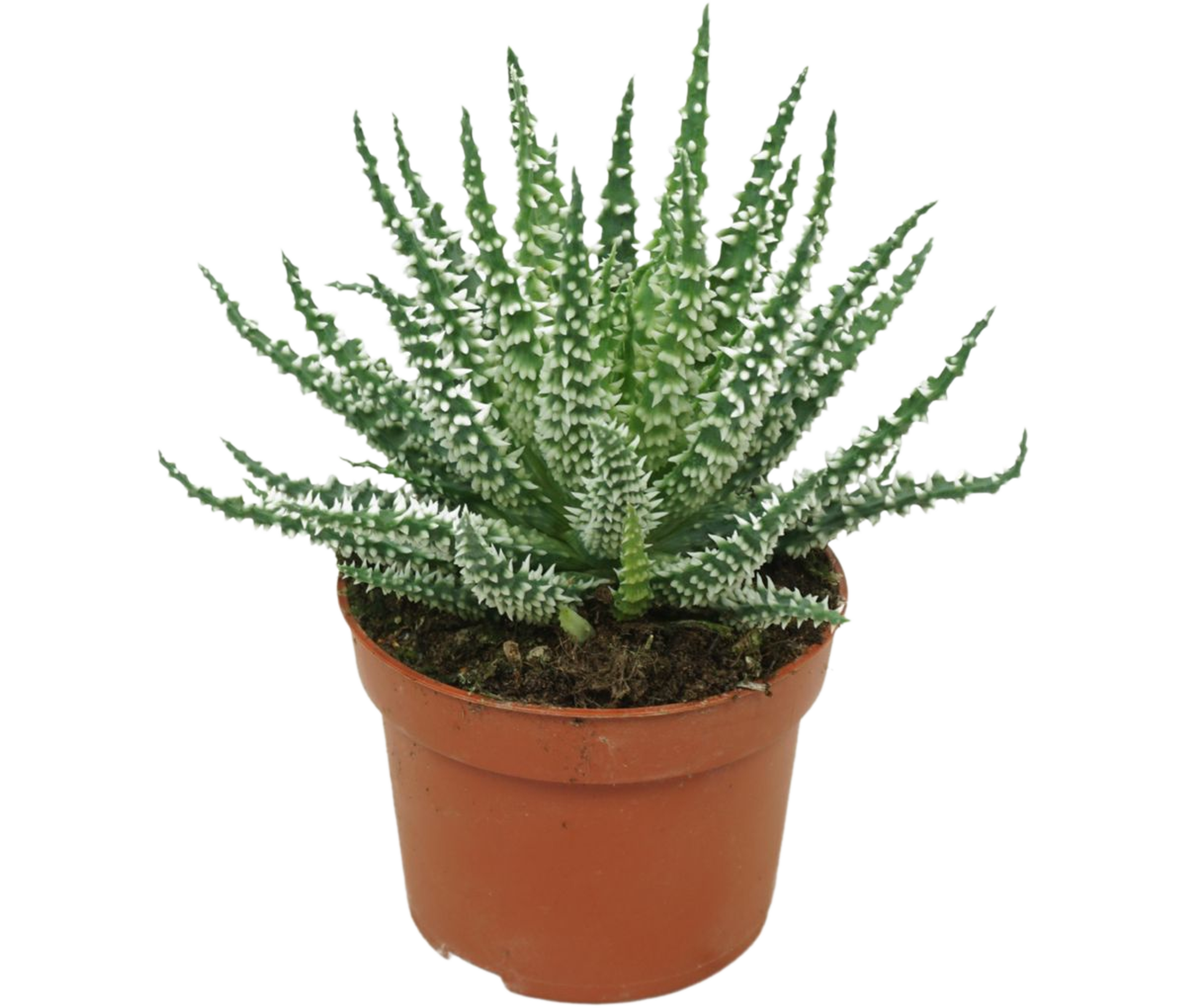 Aloes zwyczajny mix 15 cm