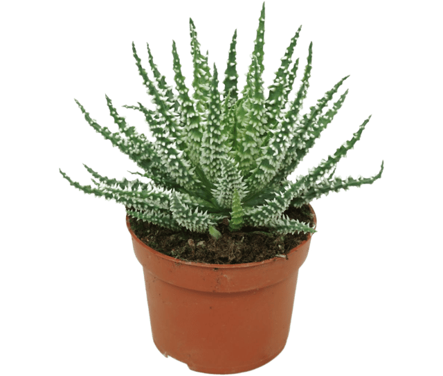 Aloes zwyczajny mix 15 cm