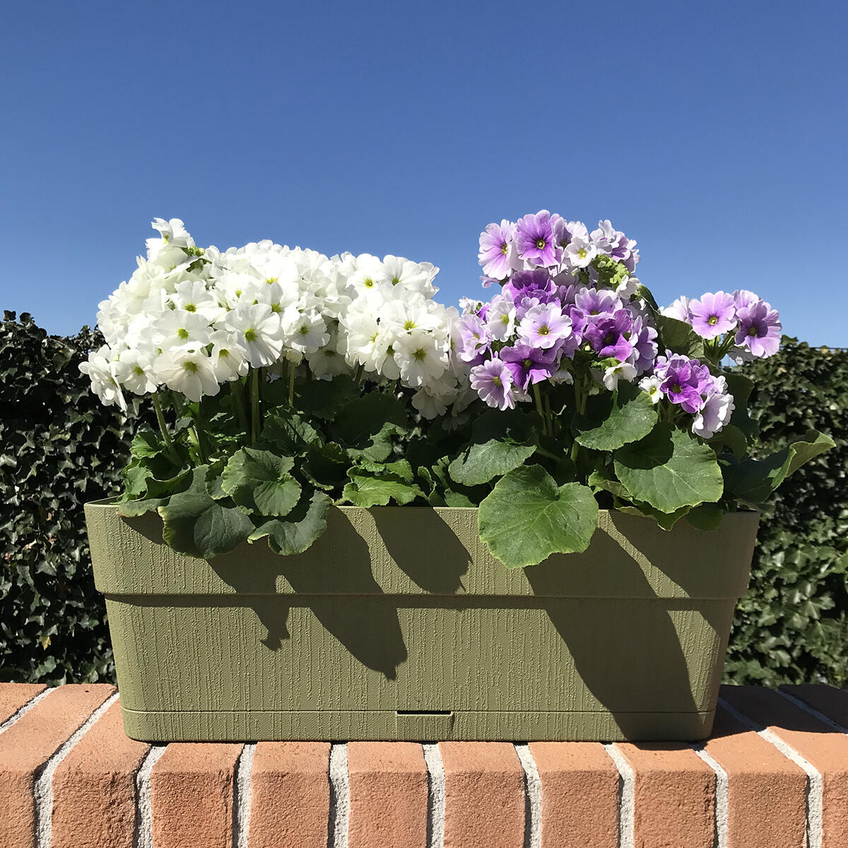 Vaso e sottovaso Ethica STEFANPLAST in polipropilene verde H 17 x L 50 x P 18 cm - 2