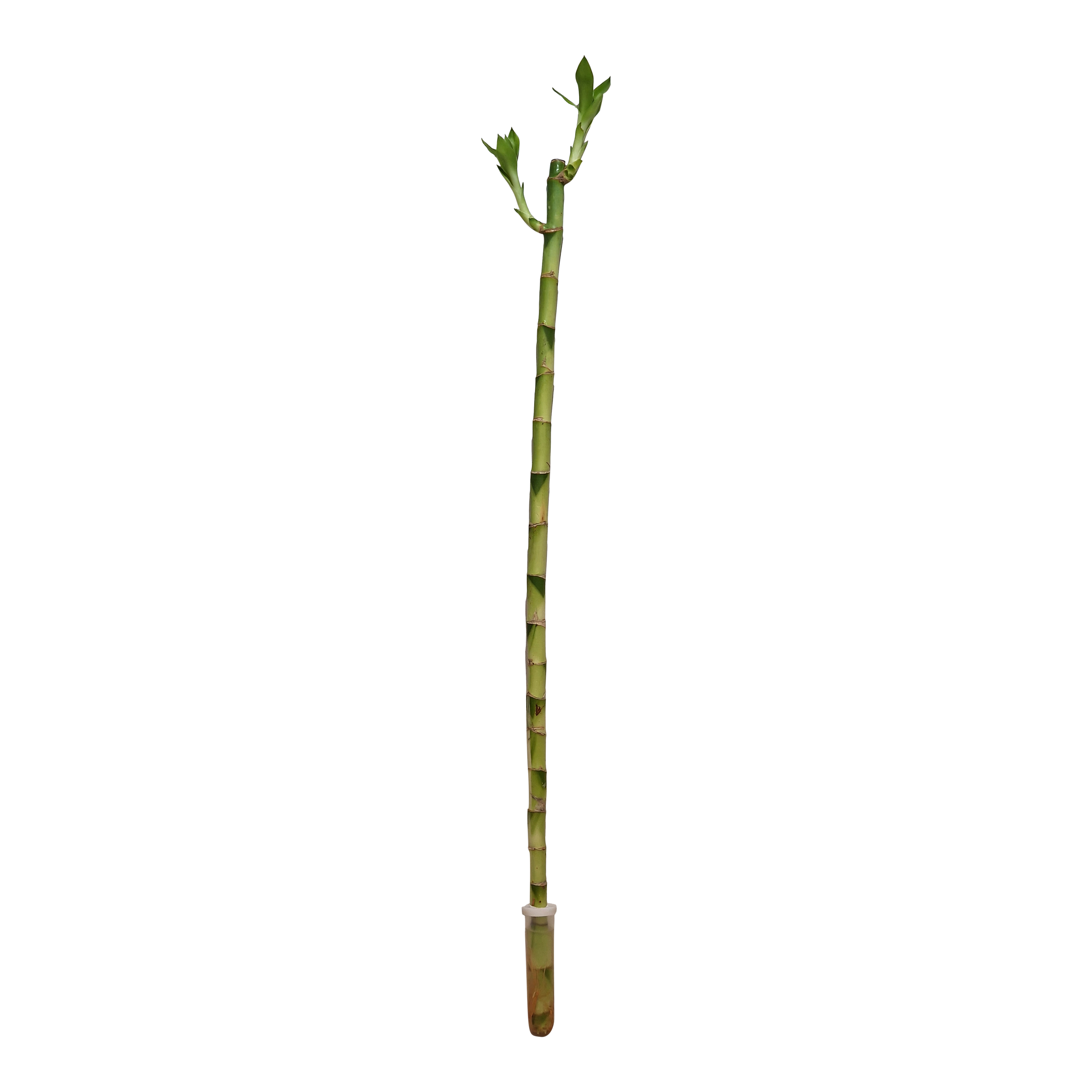 Dracena sandera Pozostałe rośliny zielone 70 cm