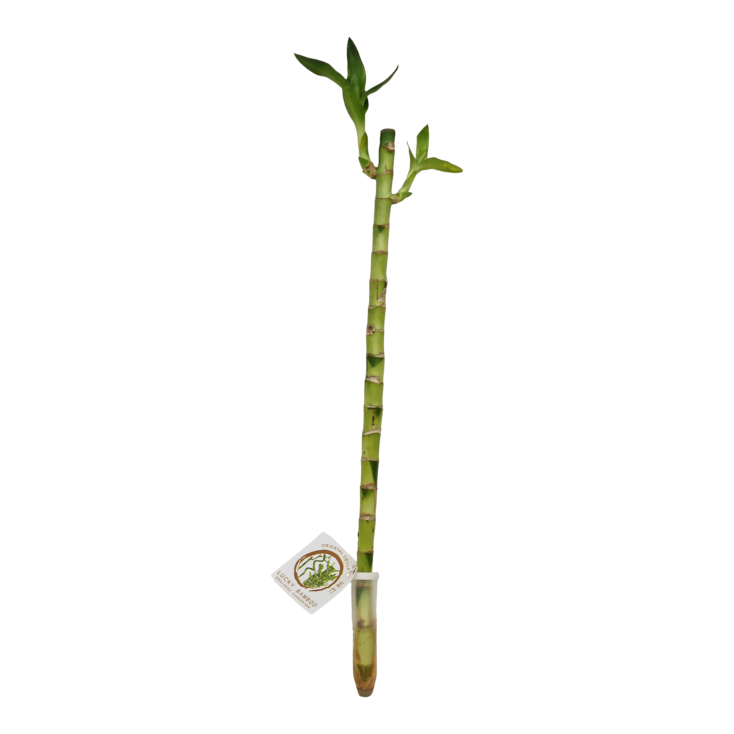 Dracena sandera Pozostałe rośliny zielone 50 cm