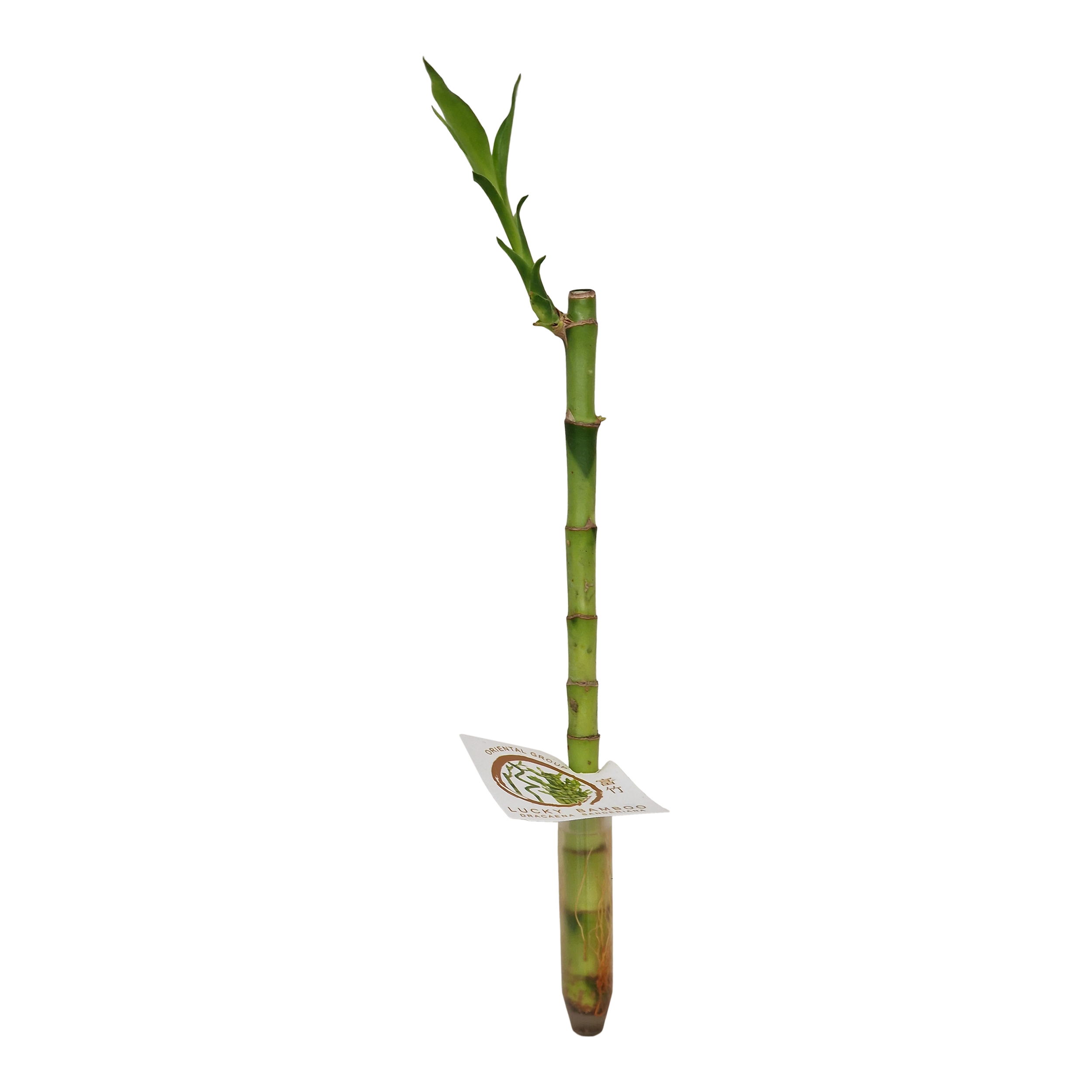 Dracena sandera Pozostałe rośliny zielone 30 cm