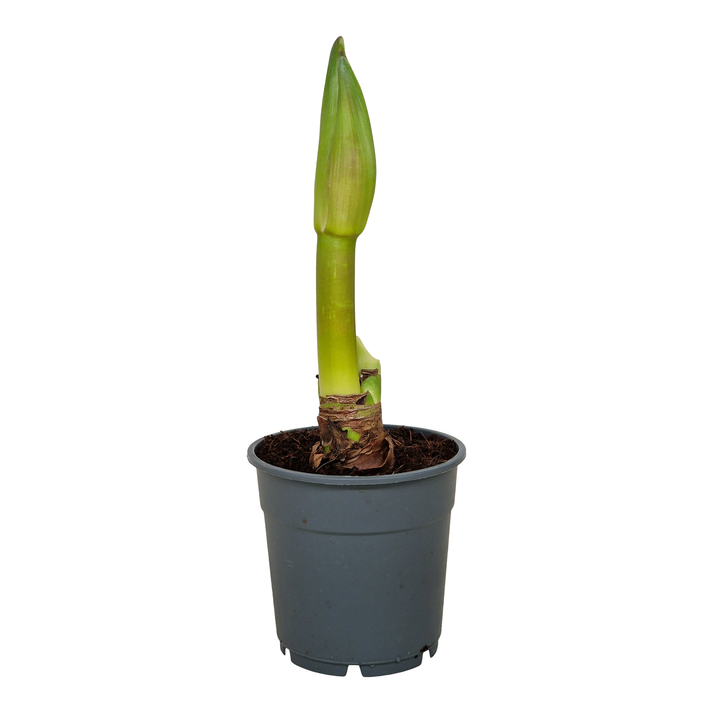 Zwartnica Hippeastrum mix 25cm