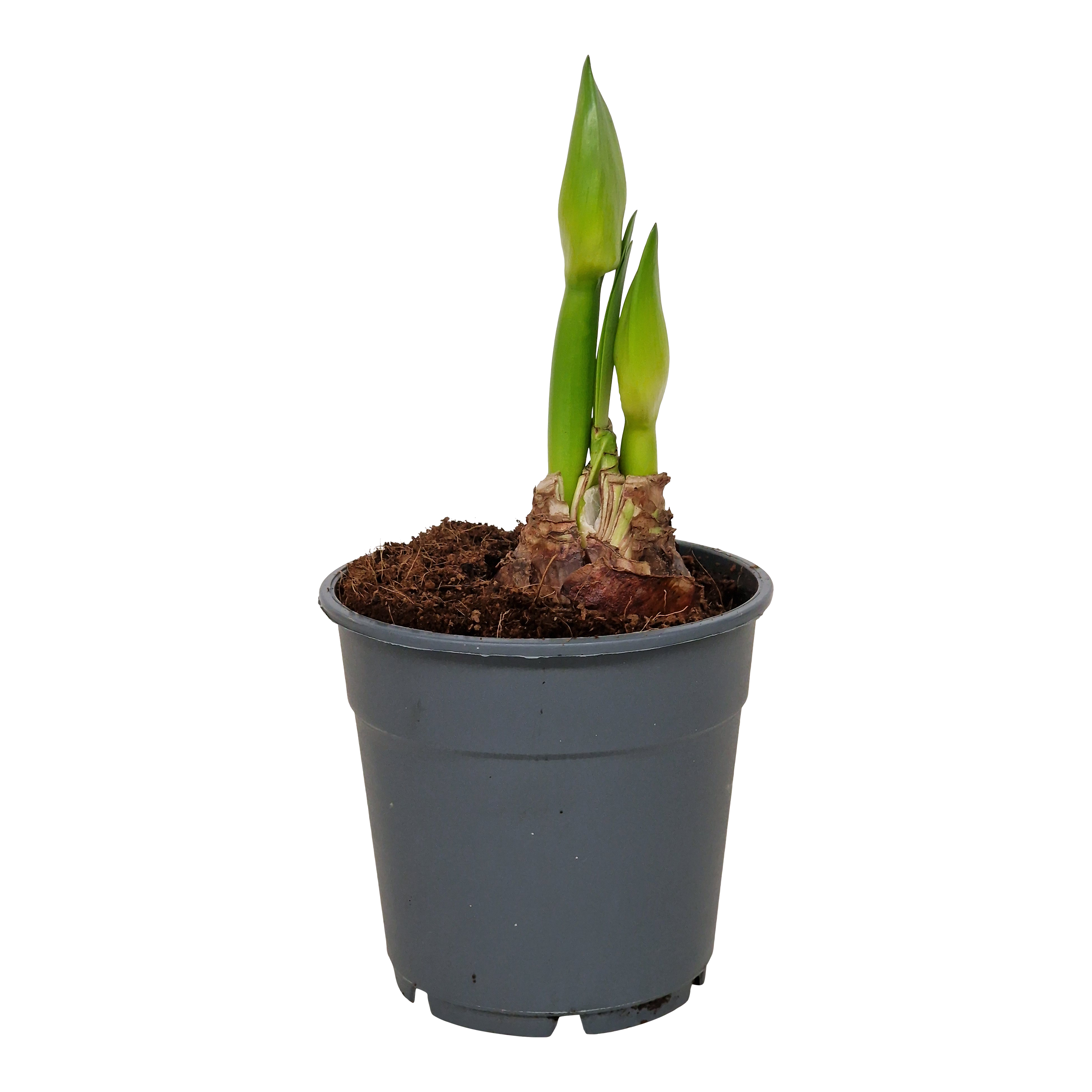 Zwartnica Hippeastrum 25-30cm 2 pędy w ceramicznej osłonce