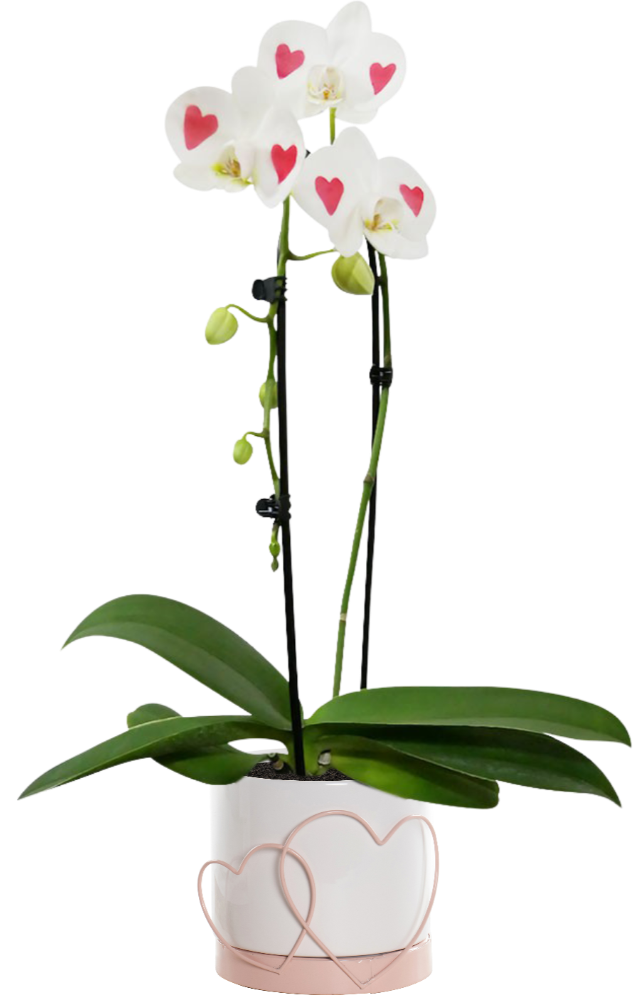 Falenopsis biały serce 65 cm