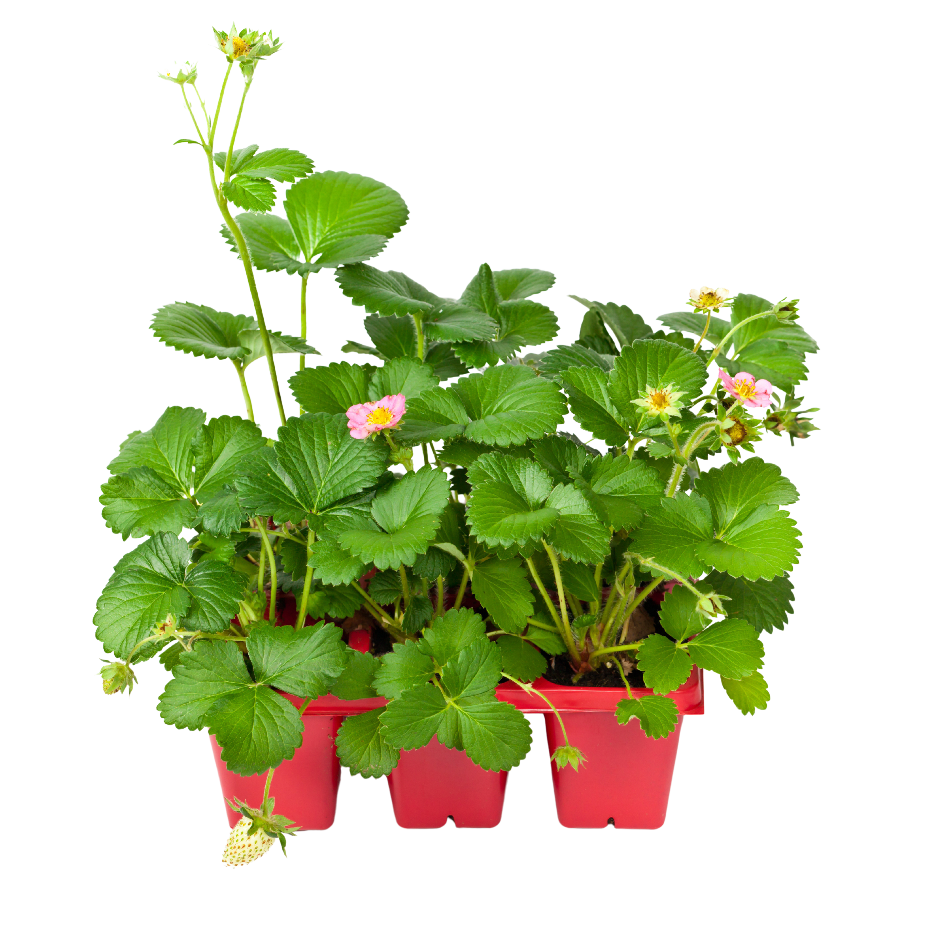 Truskawka 6-pak 15-20 cm