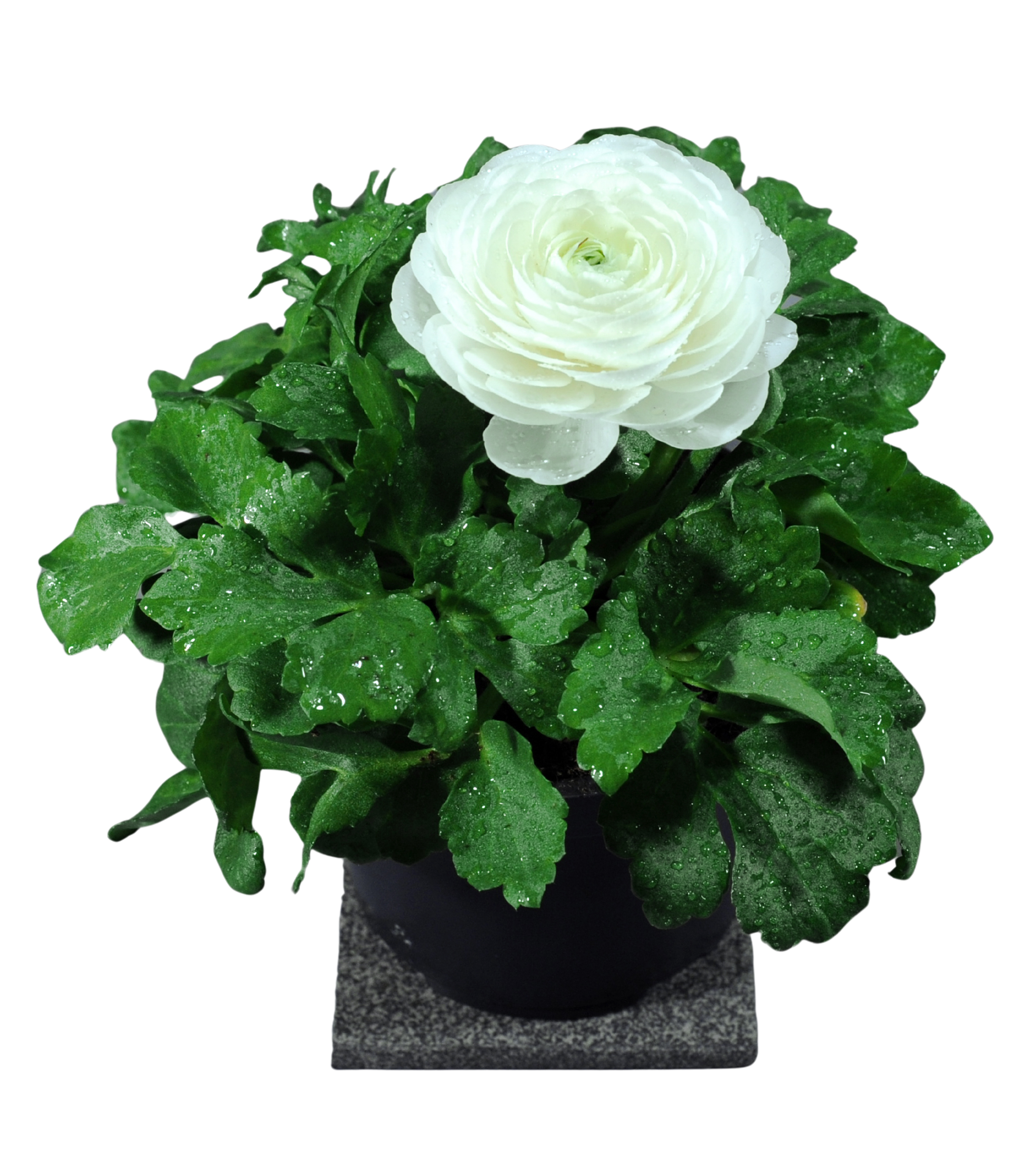 Jaskier 15-20 cm