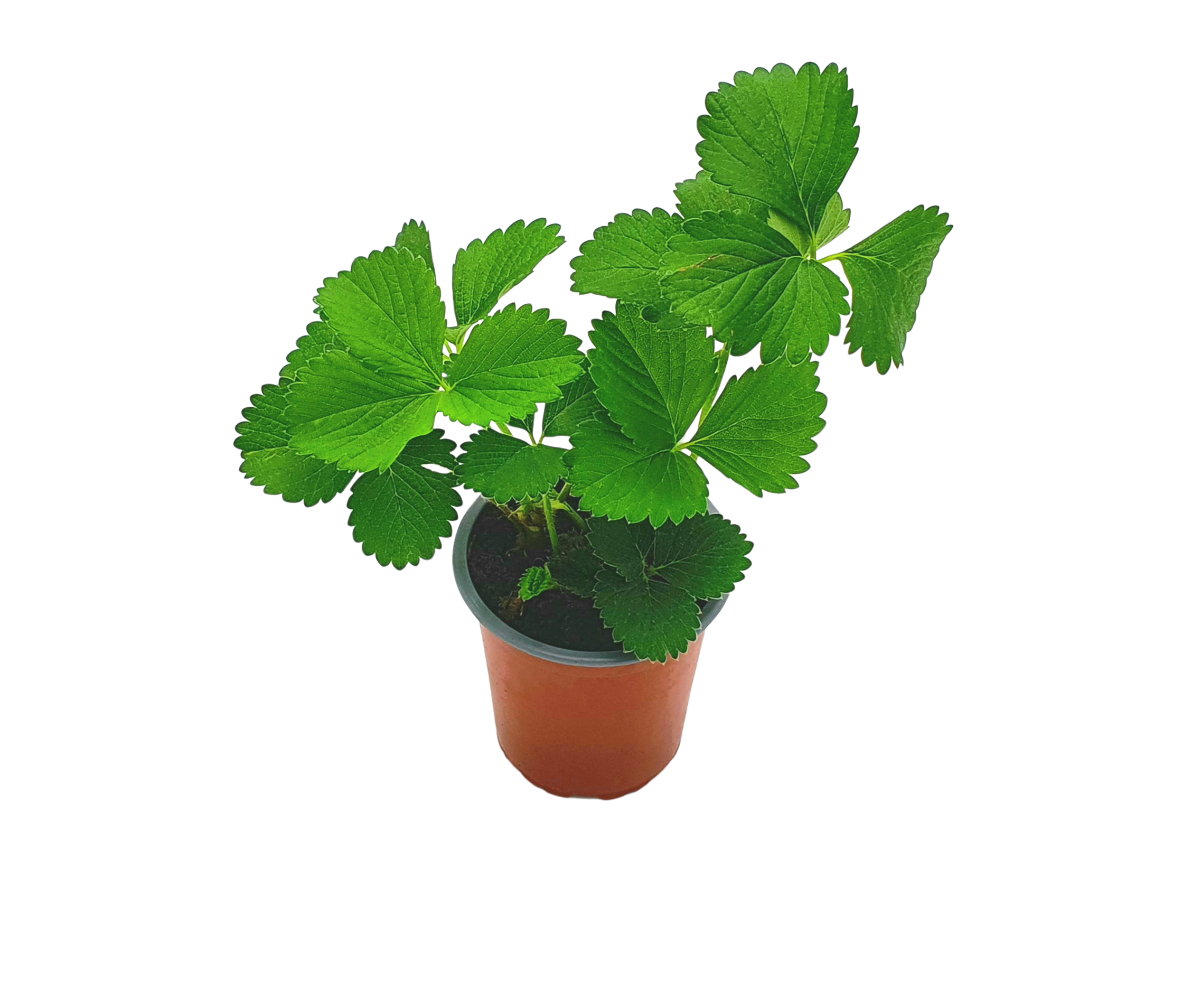 Truskawka 13 cm