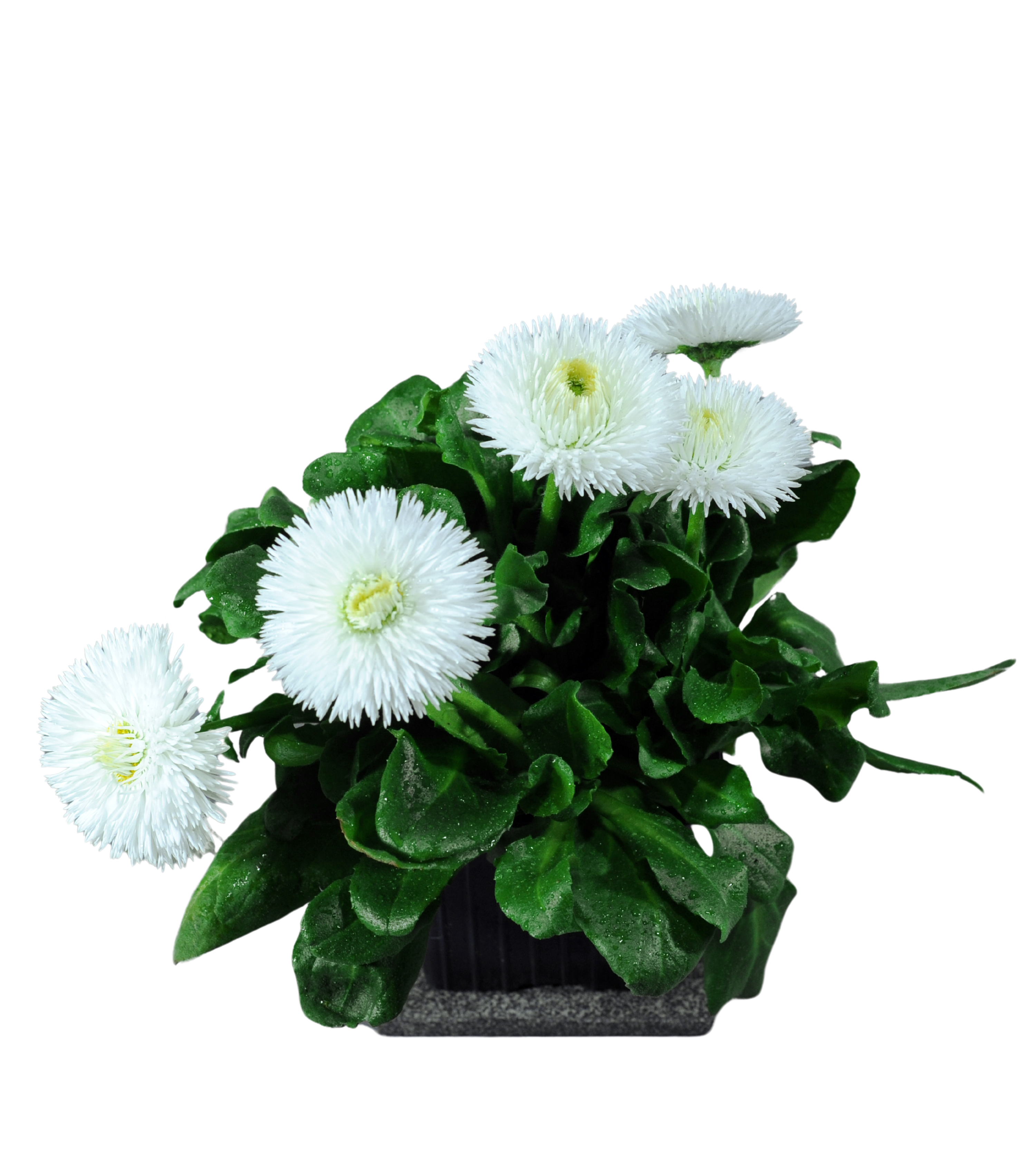 Stokrotka 15 cm