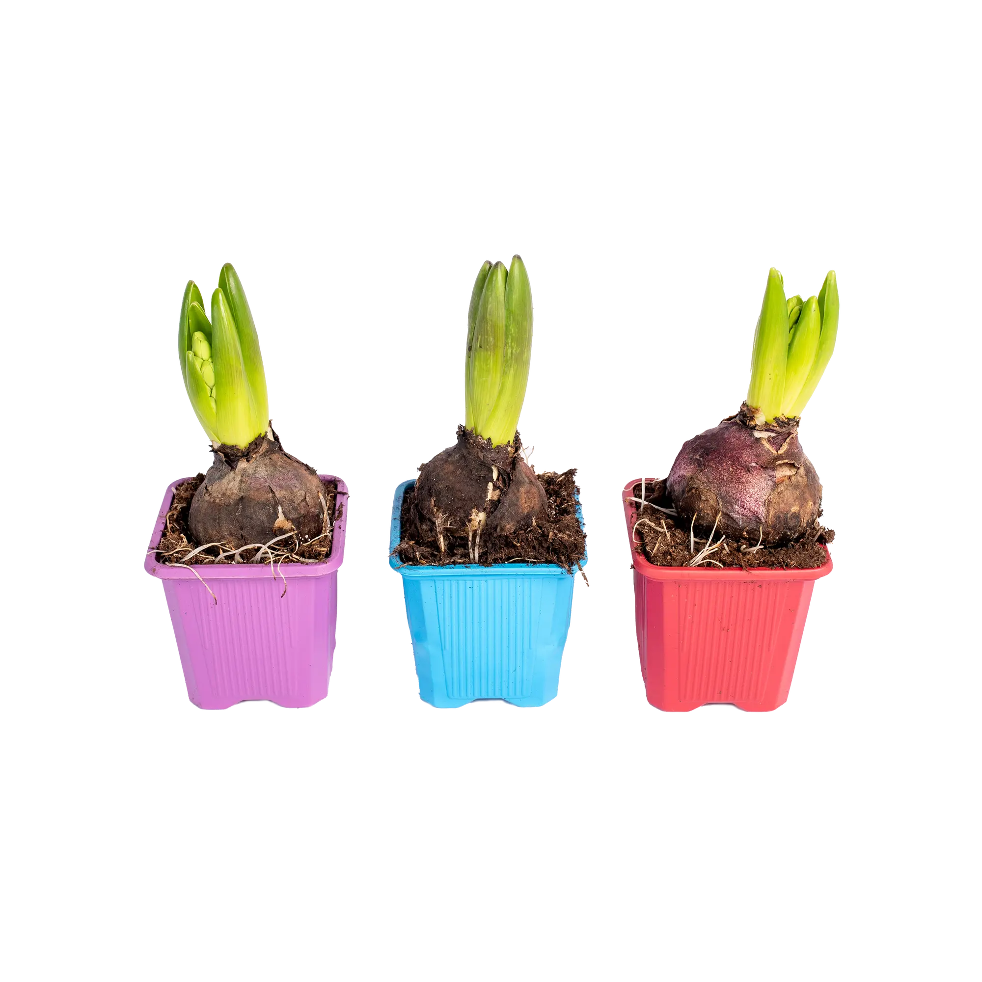 Hiacynt Kompozycja mix 15 cm