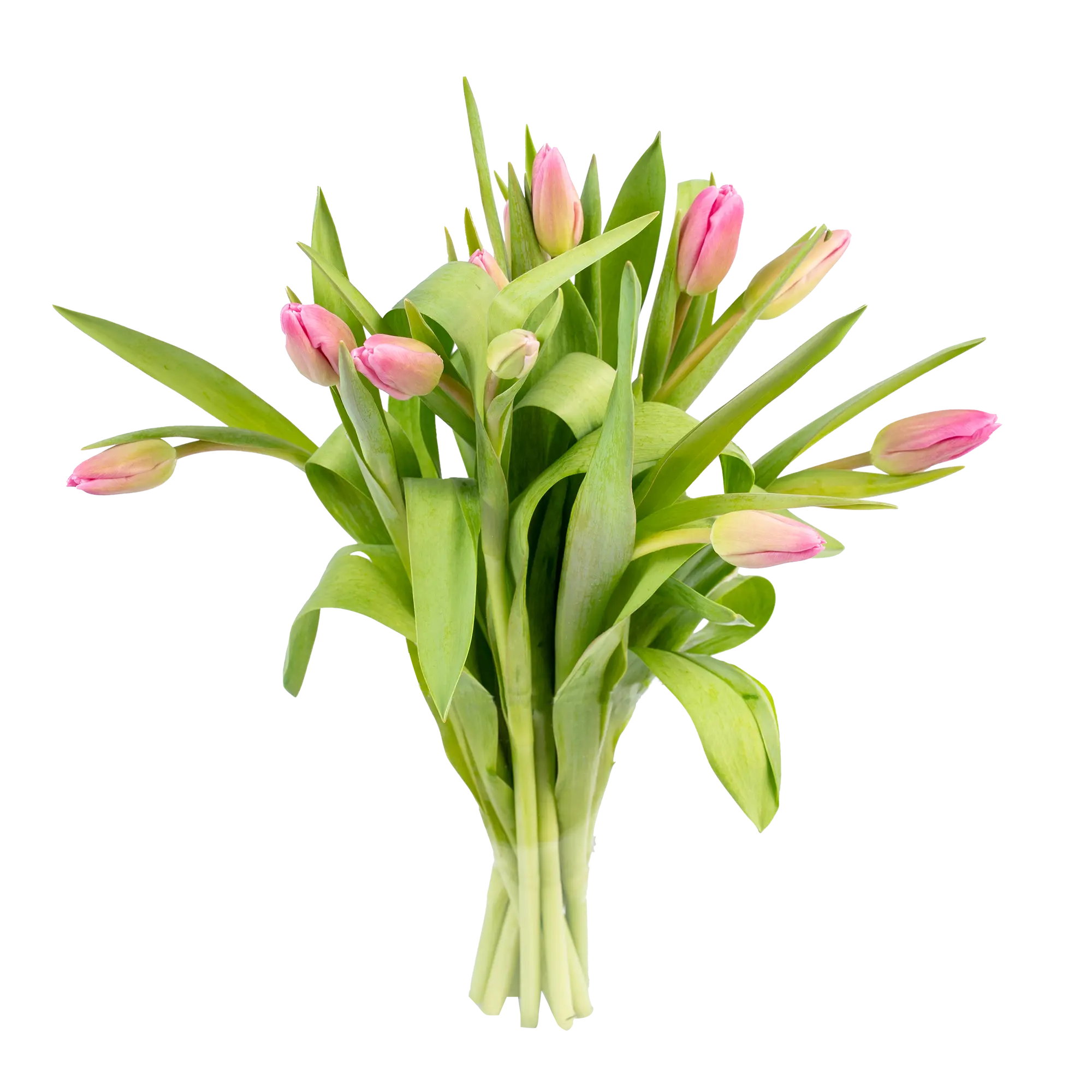 Cięte kwiaty 10 szt. Tulipan mix 35 cm