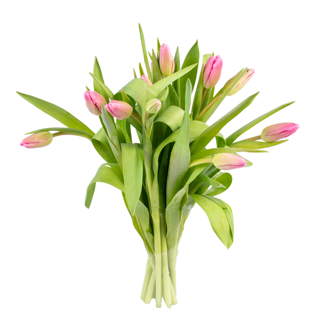 Cięte kwiaty 10 szt. Tulipan mix 35 cm