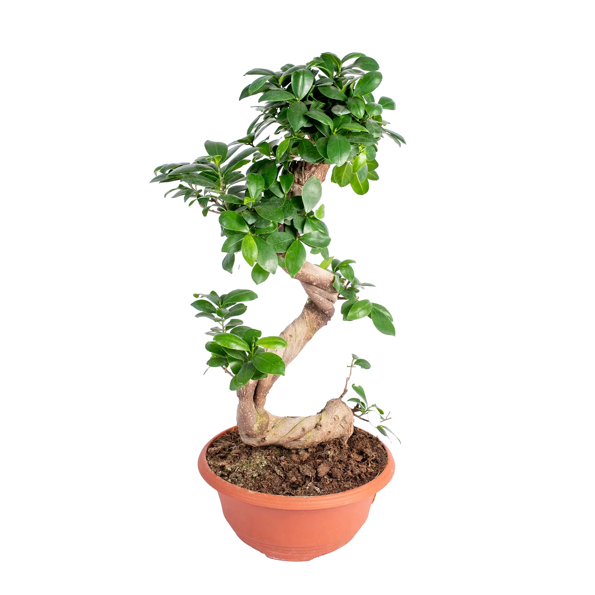 Bonsai Ficus Ginseng 80-90 cm