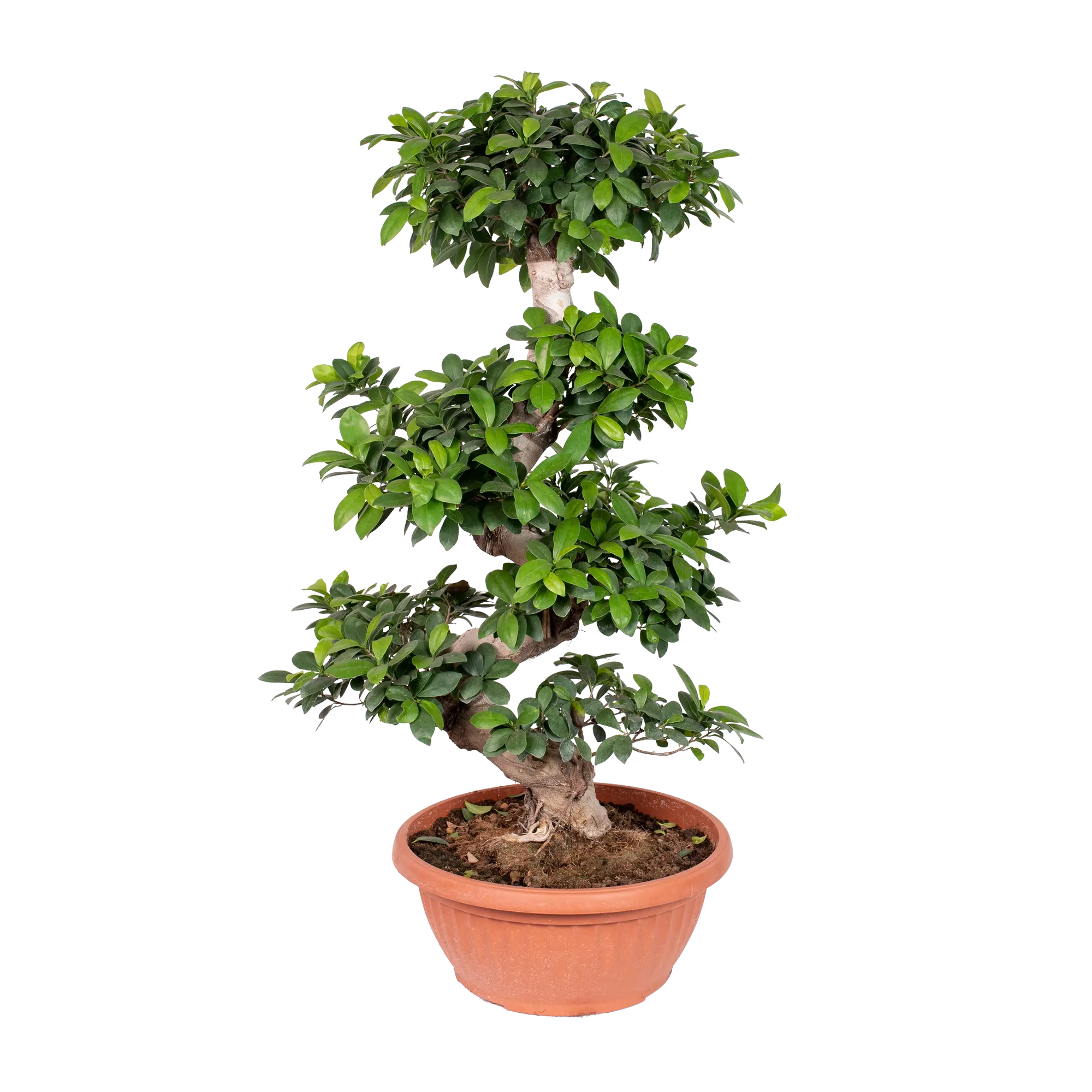 Bonsai Ficus Ginseng 110 cm