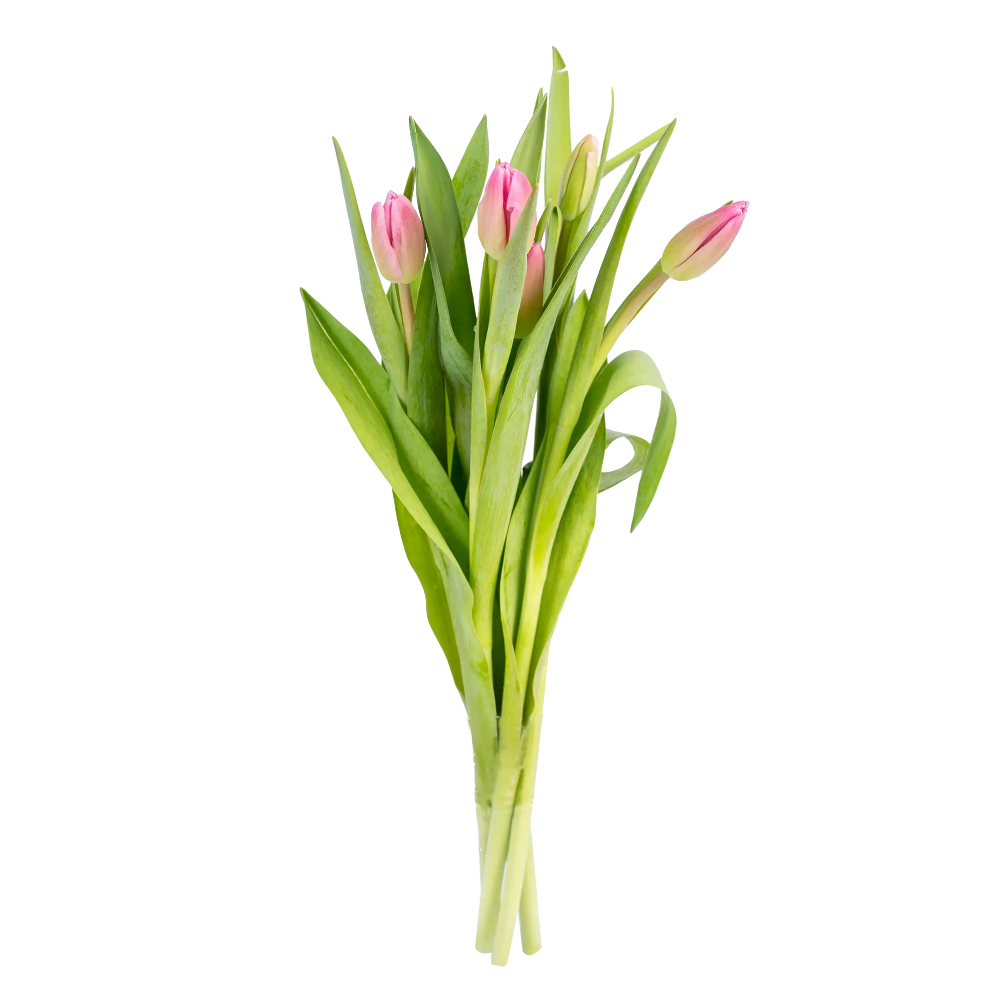 Cięte kwiaty 5 szt. Tulipan mix 35 cm