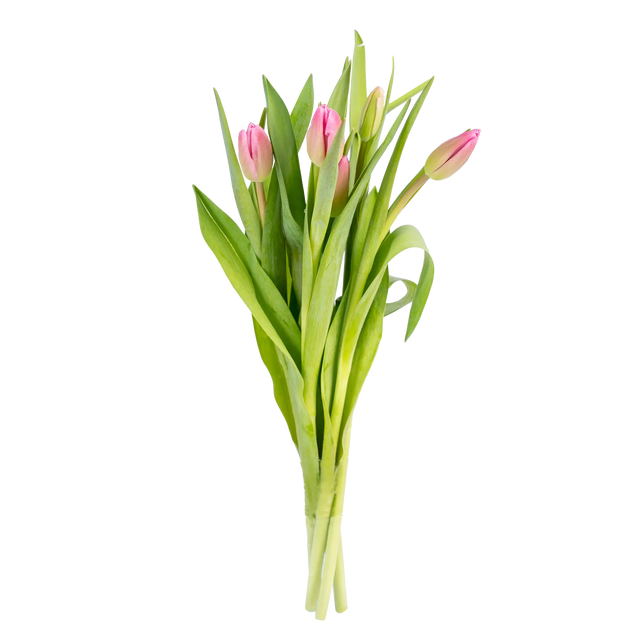 Cięte kwiaty 5 szt. Tulipan mix 35 cm